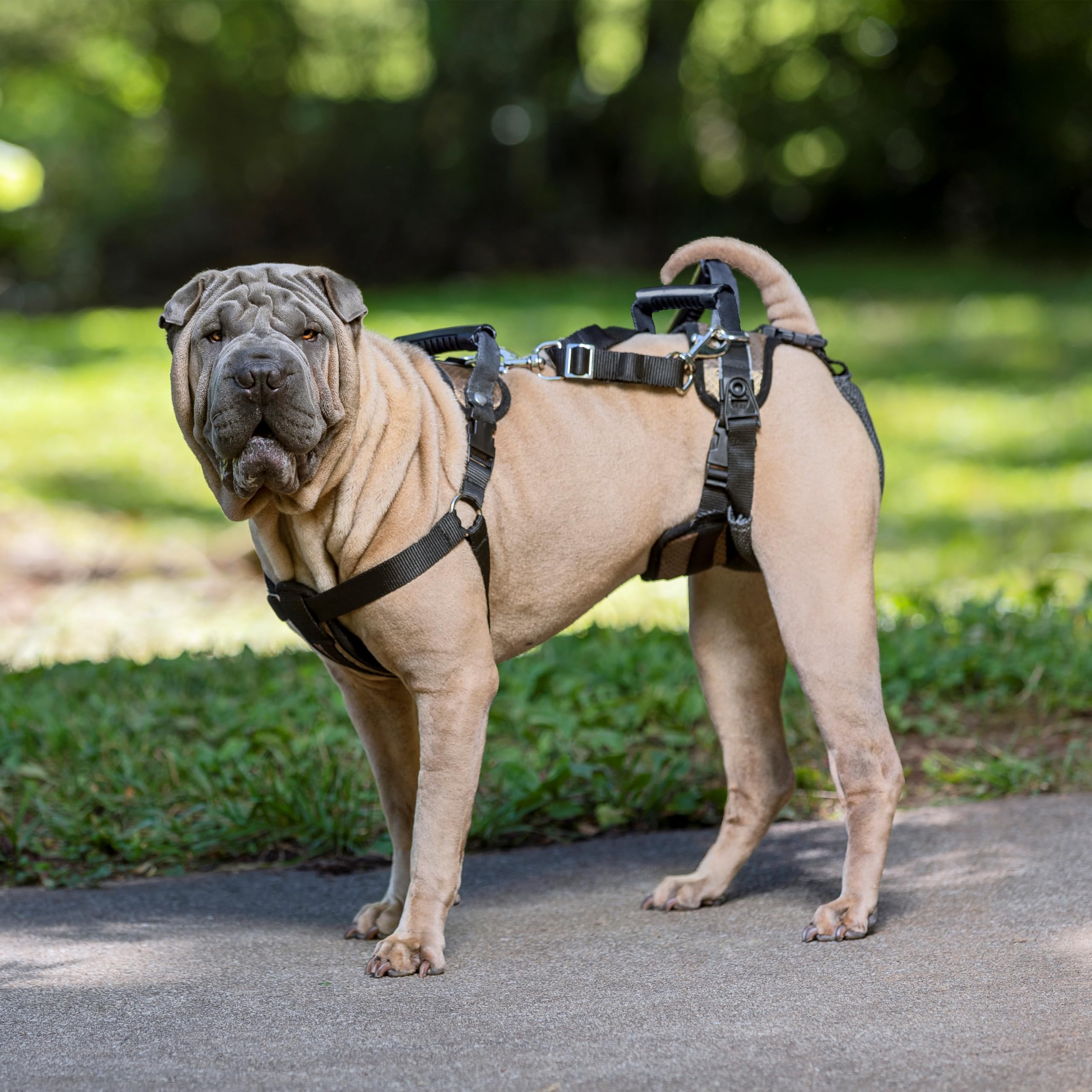 PetSafe Carelift, Unterstützungsgeschirr für Hunde, Ganzkörper-Hebehilfe mit Griff, für behinderte oder ältere Hunde, komfortabel, atmungsaktiv, einfach verstellbar, M
