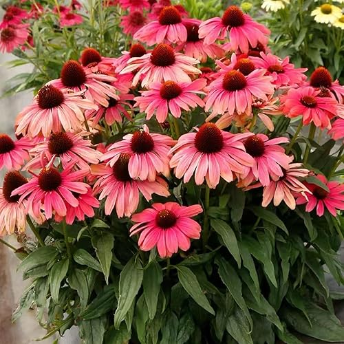 100 Pink Coneflower Seeds – Non-GMO Heirloom Echinacea for Pollinator-Friendly