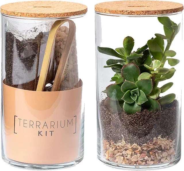 Kit Terrario Personalizado con Texto - Ecosistema Cerrado y Fácil de Usar