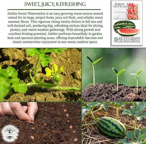 Vista 5 de Semillas de sandía dulce Jubilee (Citrullus lanatus) – Más de 50 semillas sin OMG y reliquias de Isla's Garden Seeds, melones grandes oblongos