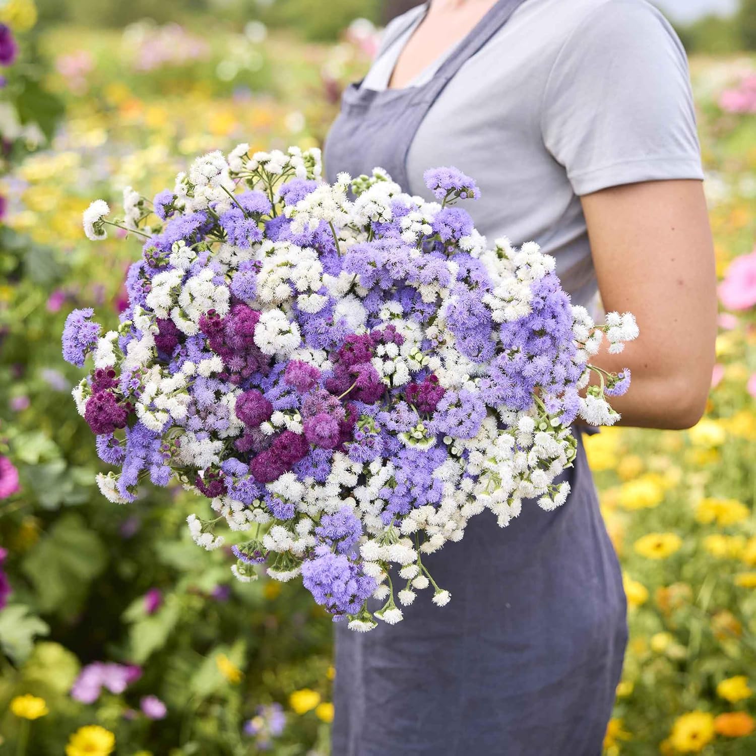 Eden Brothers Ageratum Seeds - Dondo Blue