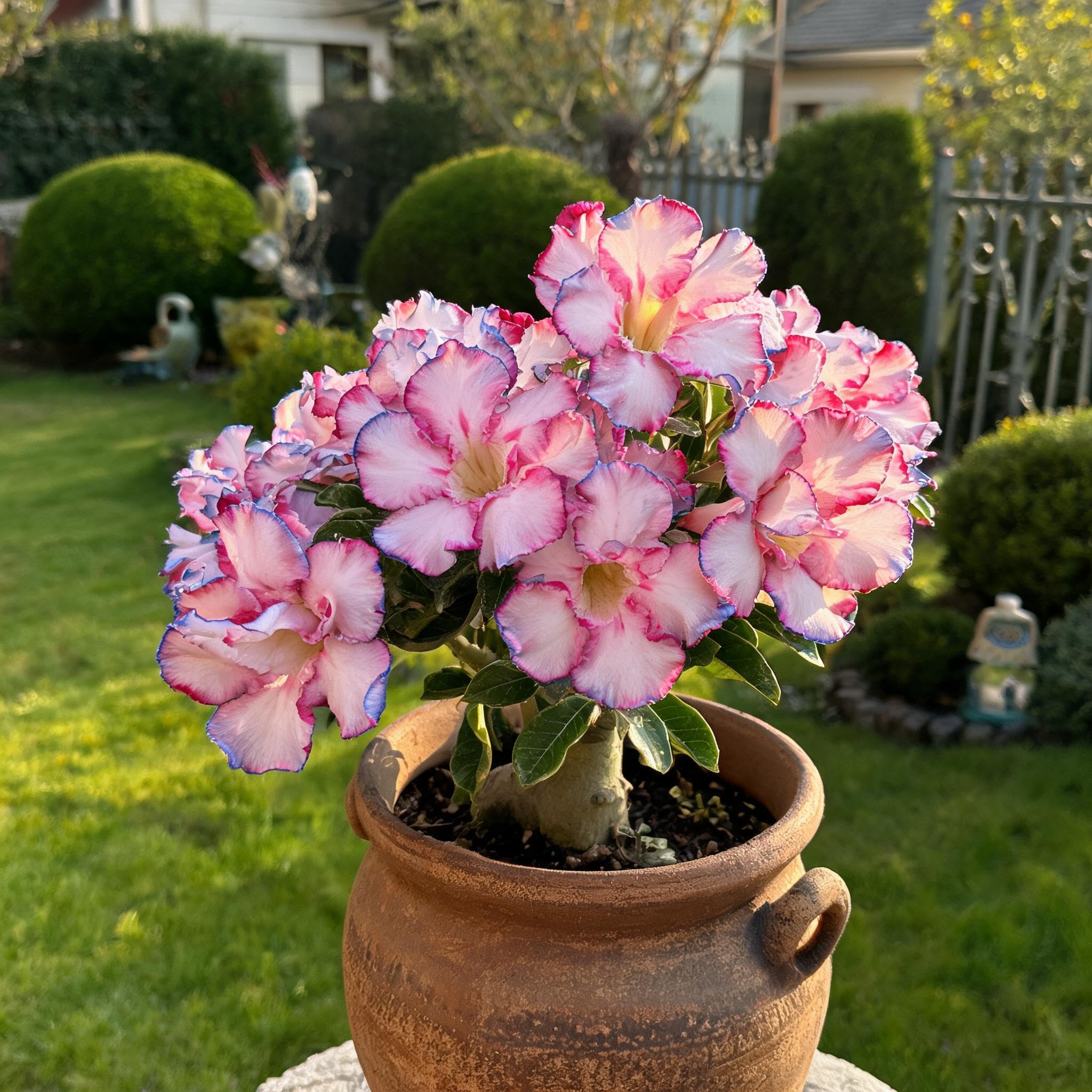 Hybrid Double Desert Rose Seeds- Vibrant Floral Display Garden-30pcs-H