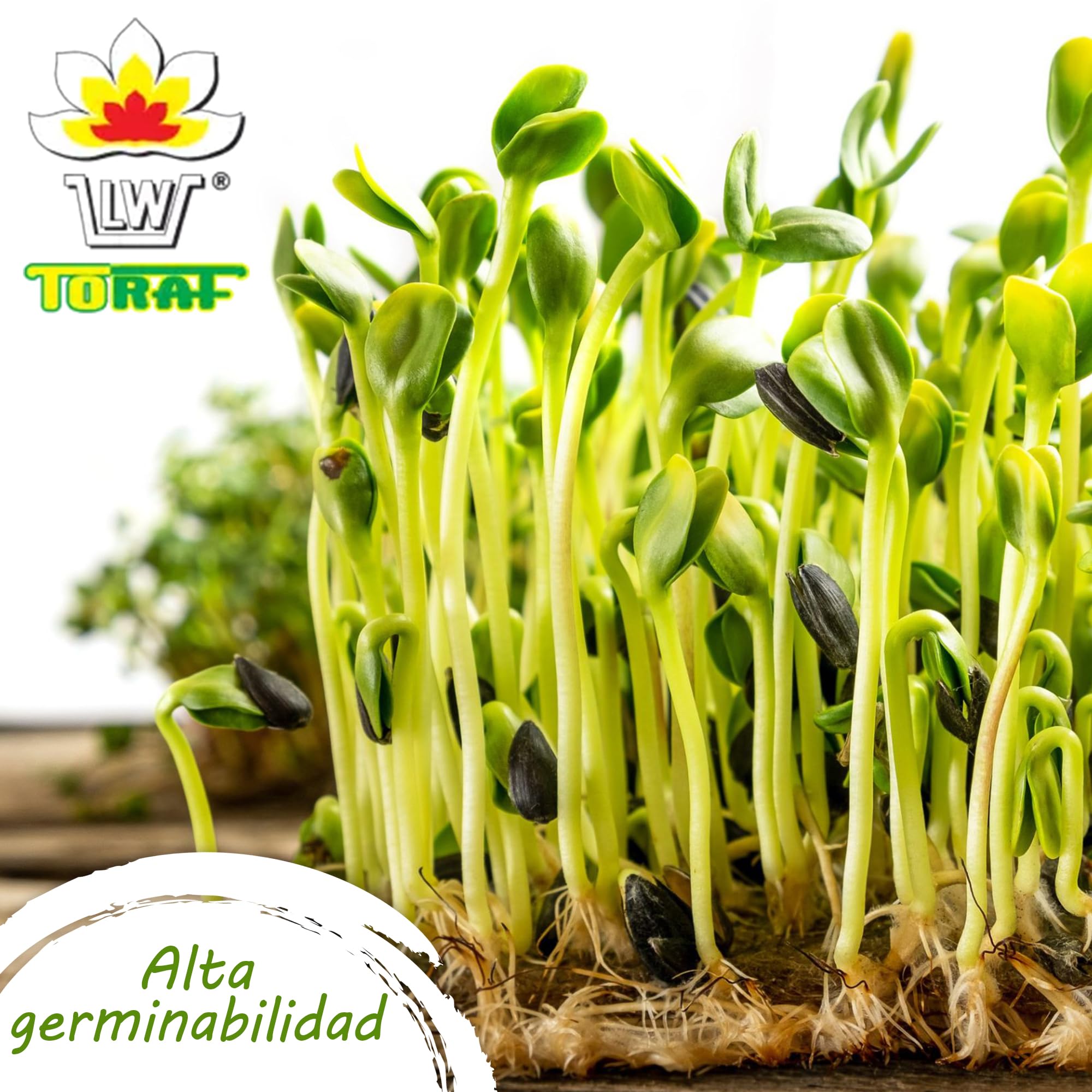TORAF set de semillas de hortalizas 5x9(45) pack, kit semillas huerto semillas ecologicas para cocina, balcón y jardín, zanahoria, perejil, rábano, remolacha, espinacas y otros, owngrown