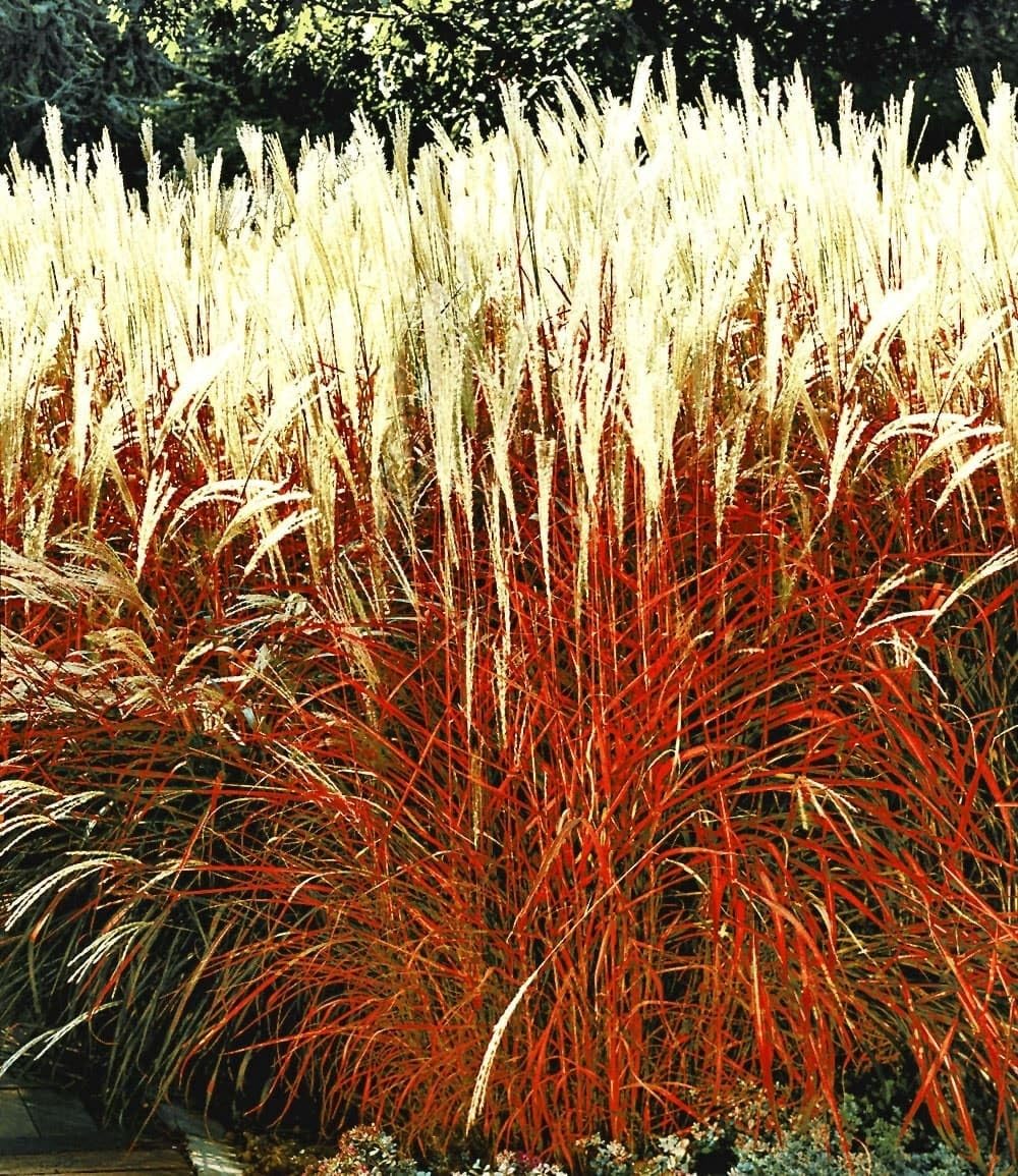 BALDUR Garten Indian Summer Chinagras 9x9 cm Topf Produktbeschreibung
