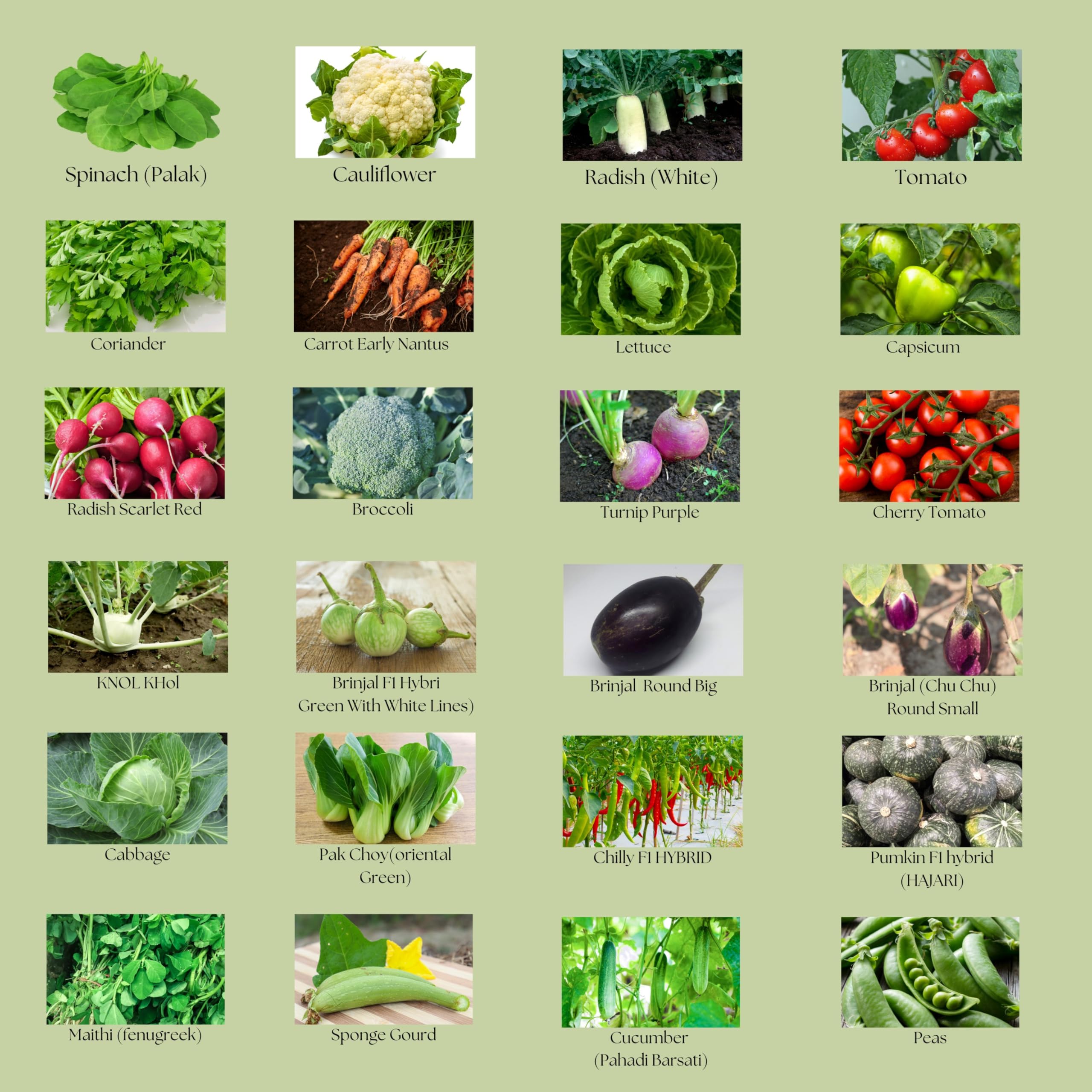 24 Varieties of Vegetable Seeds Garden Starter Kit | Grow Fresh | Organic Veggies at Home | Approx 1000 Plus Seeds (B0DH3FSVZZ) Amazon Price History, Amazon Price Tracker