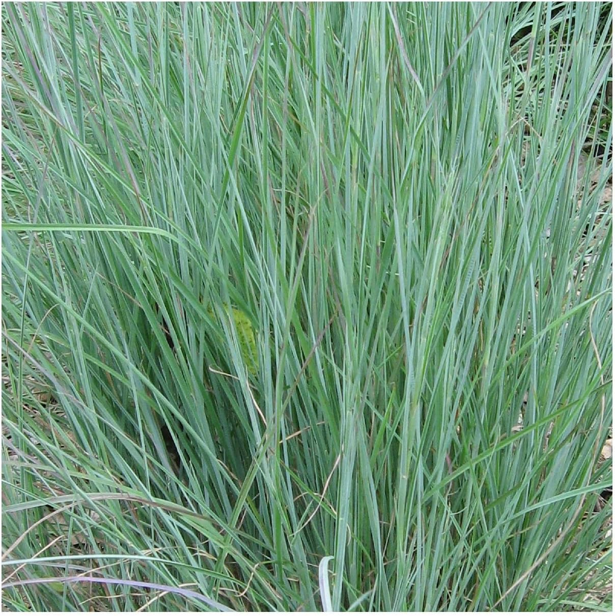 Everwilde Farms - 1 Lb Little Bluestem Native Grass Seeds - Gold Vault