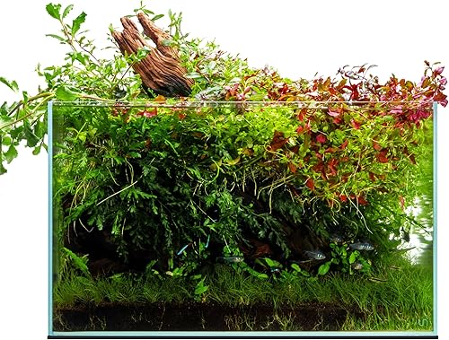 Ultum Nature Systems Acuario sin marcos ultratransparente, cristal con poco hierro, bordes con corte a inglete a 45, grosor de 1364 a 1532 pulgadas,