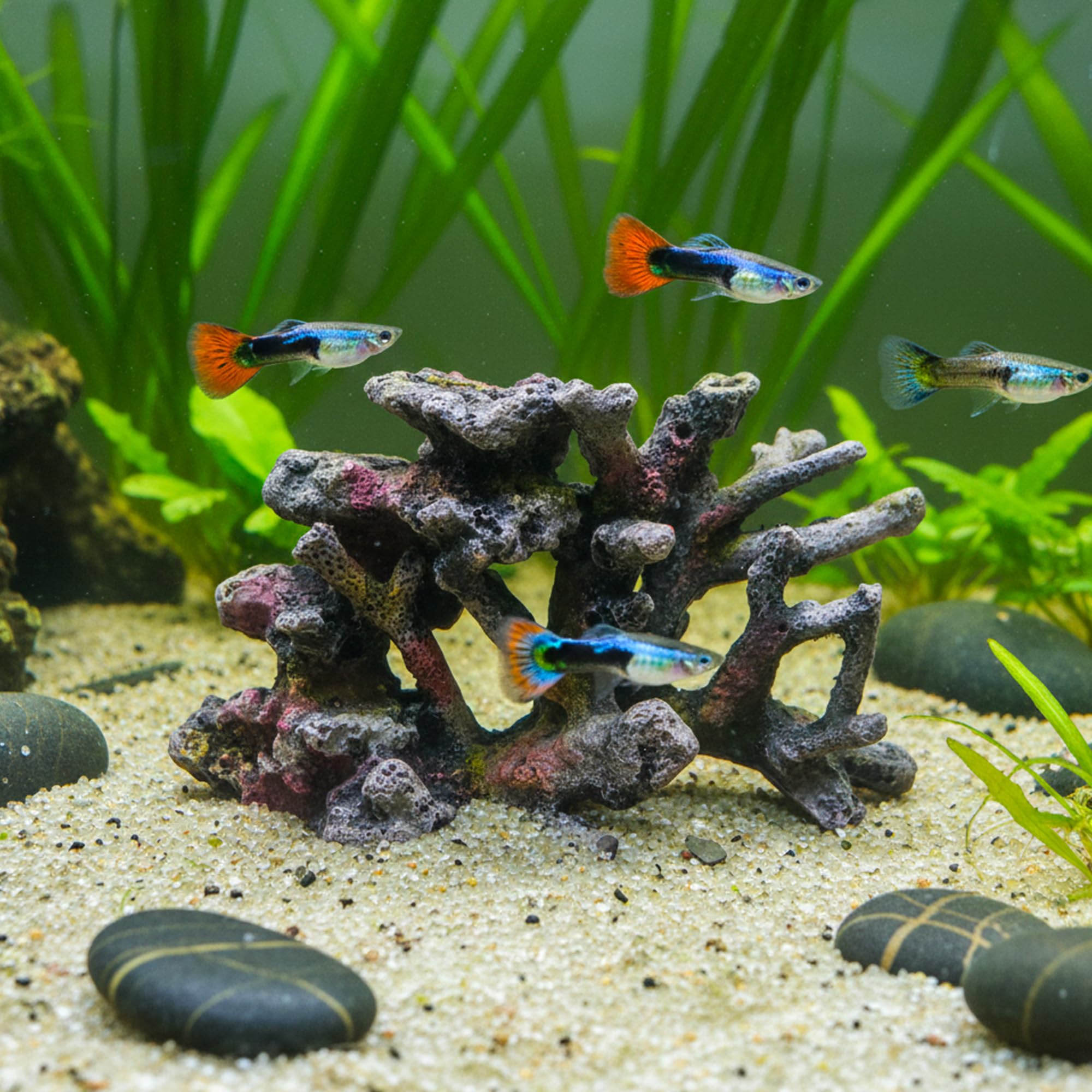 Amtra Żywica dekoracja REEF ROCK BRANCH SM 2