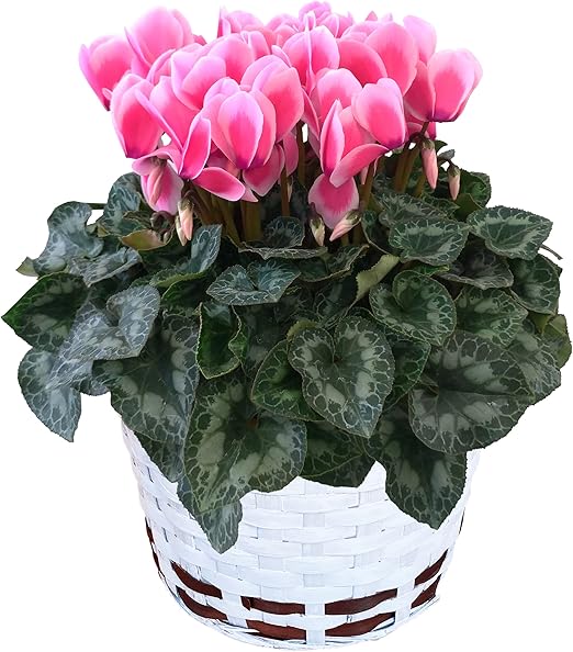 Amazon Co Jp 花のギフト社 シクラメン リップピンク シクラメンピンク シクラメン花 鉢花 シクラメン6号鉢 花 Diy 工具 ガーデン
