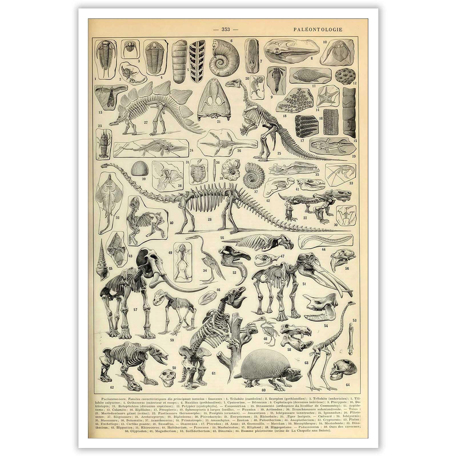 Animal Bones Dinosaur Fossil Poster Animal Bones Illustration Vintage Style Illustration For Room Aesthetic Canvas Wall Art And Prints Suitable For