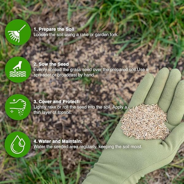 GroundMaster Premium Lawn Grass Seed – 5KG Hard Wearing & Fast Germination Grass Seeds for Family Lawns and Gardens, Coverage up to 300M2 for Overseeding, Tough Lawn Seed Mixture, Pet-Friendly - 3