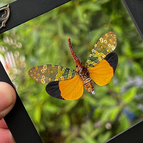 Miniatura 3 de 2 marcos de cristal de mariposa de escorpión real, caja de sombra seca de insectos muertos, caja de sombra seca de madera, rareza enmarcada,
