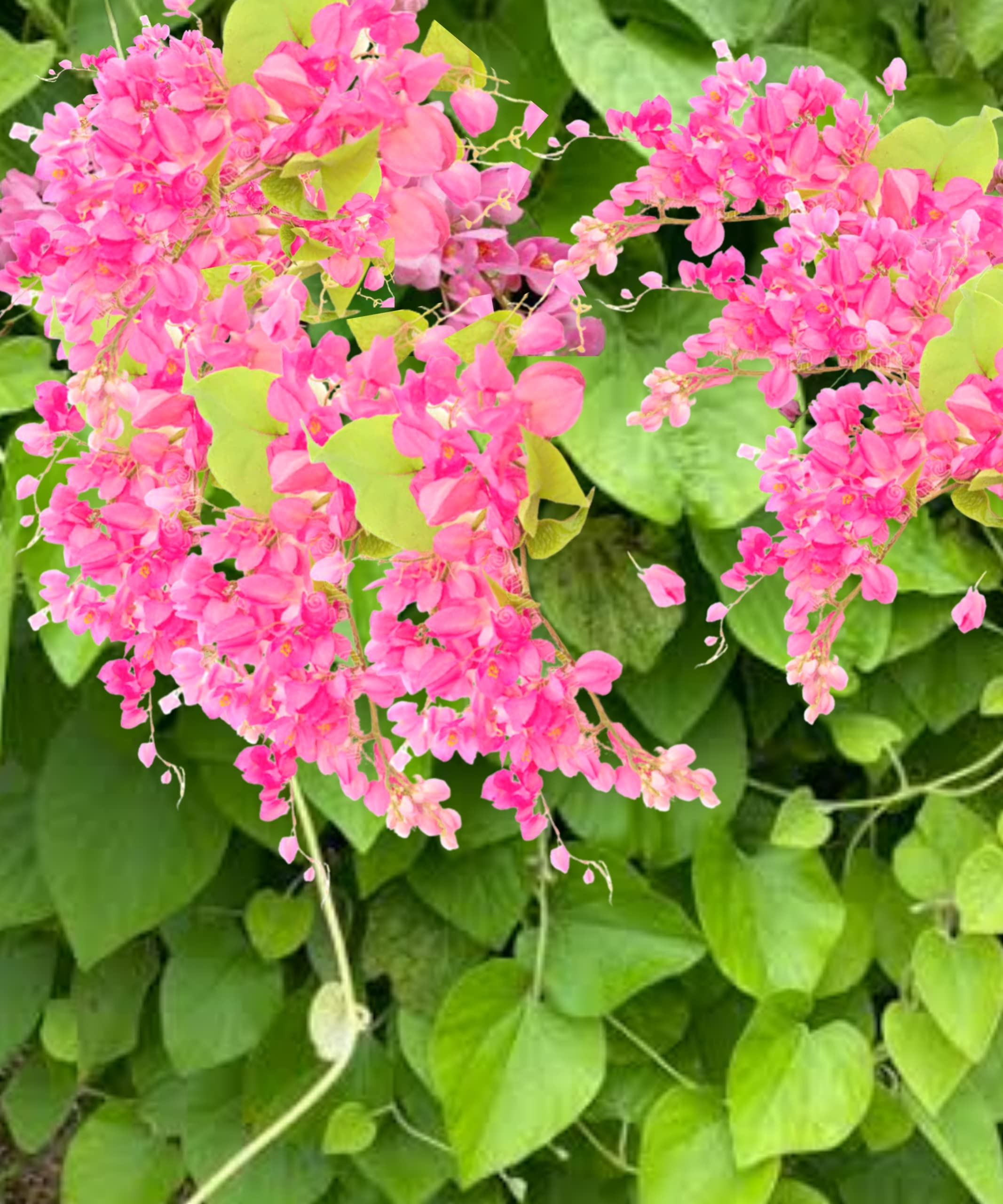 See full amazon price history chart for Karmbhoomi Pink Coral vine (Antigonon Leptopus) Mexican Creeper, Love vine Flower seed for Home garden. (Pack of 50 seed) Karmbhoomi Pink Coral vine (Antigonon Leptopus) Mexican Creeper, Love vine Flower seed for Home garden. (Pack of 50 seed) (B09Q25YMFV) Amazon Price History, Amazon Price Tracker