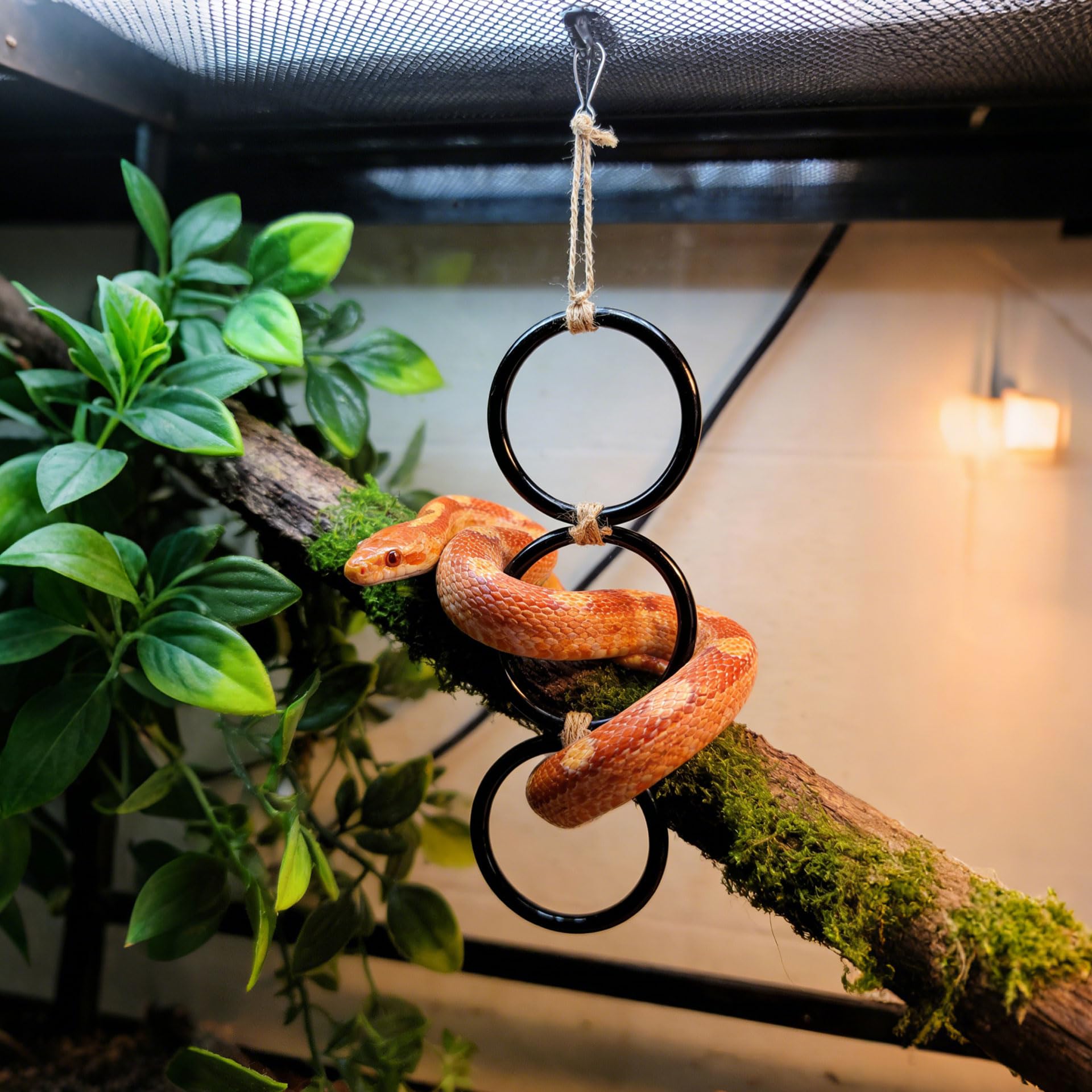 Schlangen Kletter Ringe für Ball Python und Corn Snake Reptilien Beschäftigungs Spielzeug für Schlangen Ball Python Terrarium Dekoration Reptilien Terrarium Zubehör Bearded