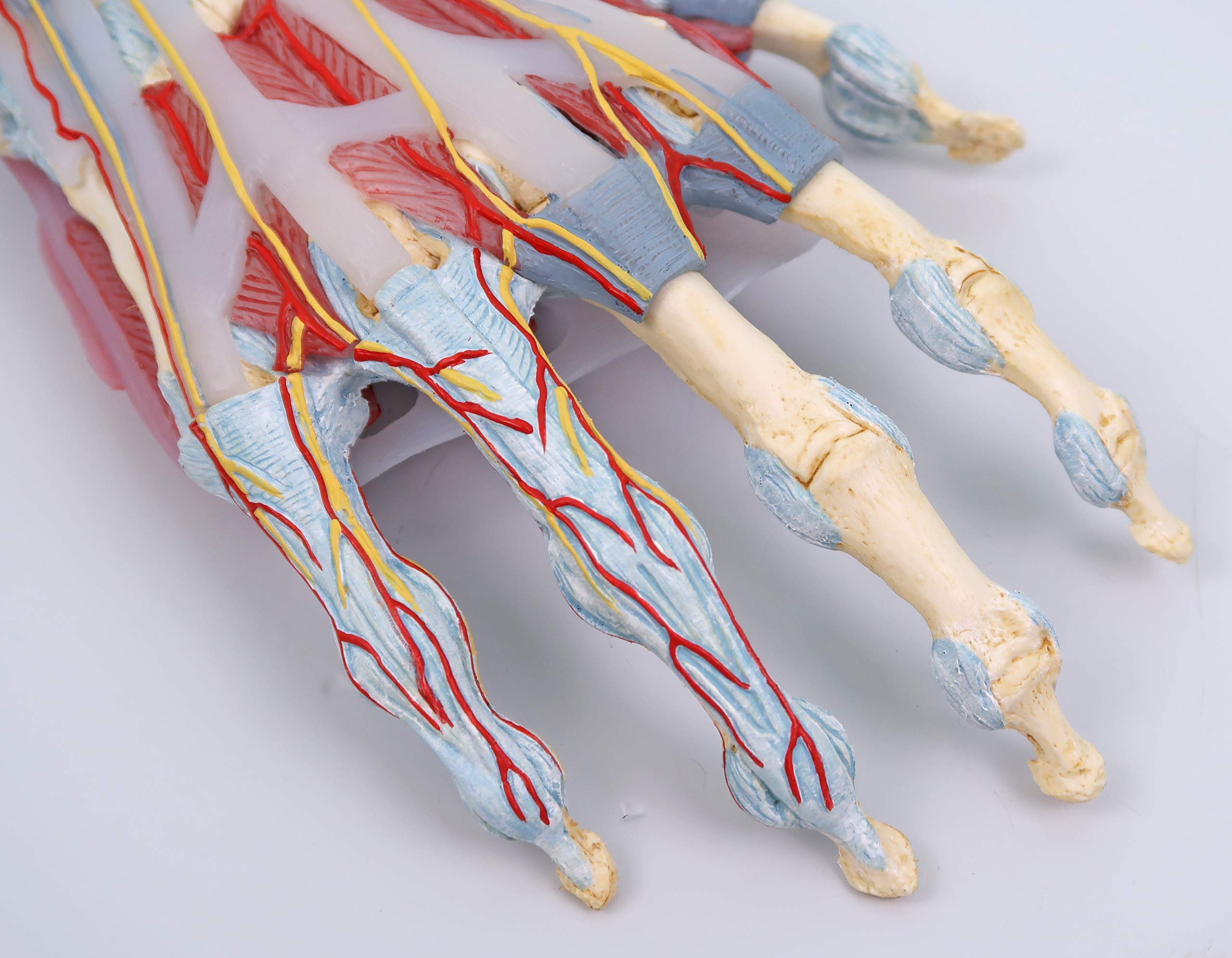 3B Scientific® Modelo de Esqueleto de Mano Humana – Mano a Tamaño Real con Ligamentos & Músculos, Modelo Anatómico Funcional + Smart Anatomy App (Garantía de 5 Años)