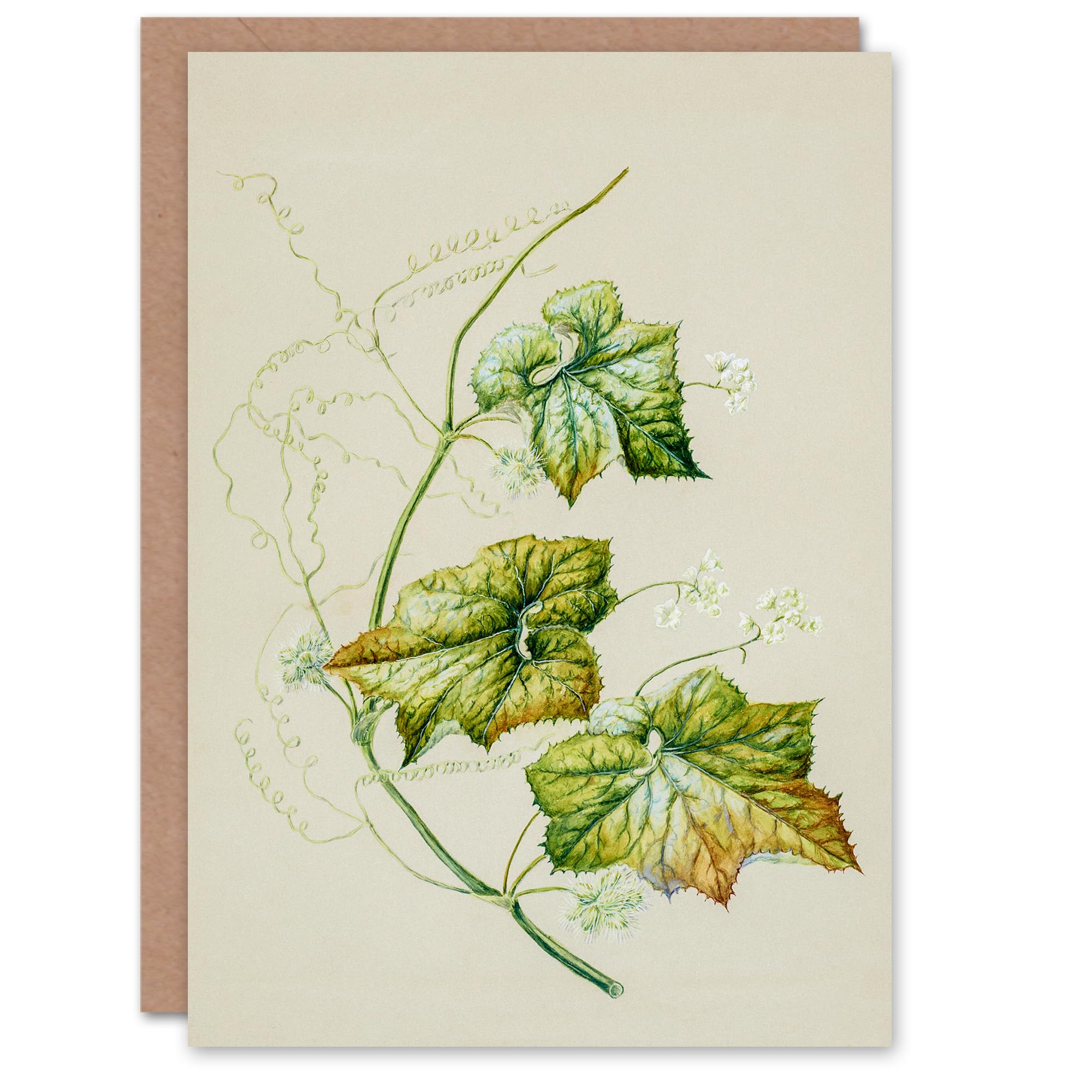 Artery8 Sarah Featon Art Card New Zealand Sicyos Australis Mawhai Plant