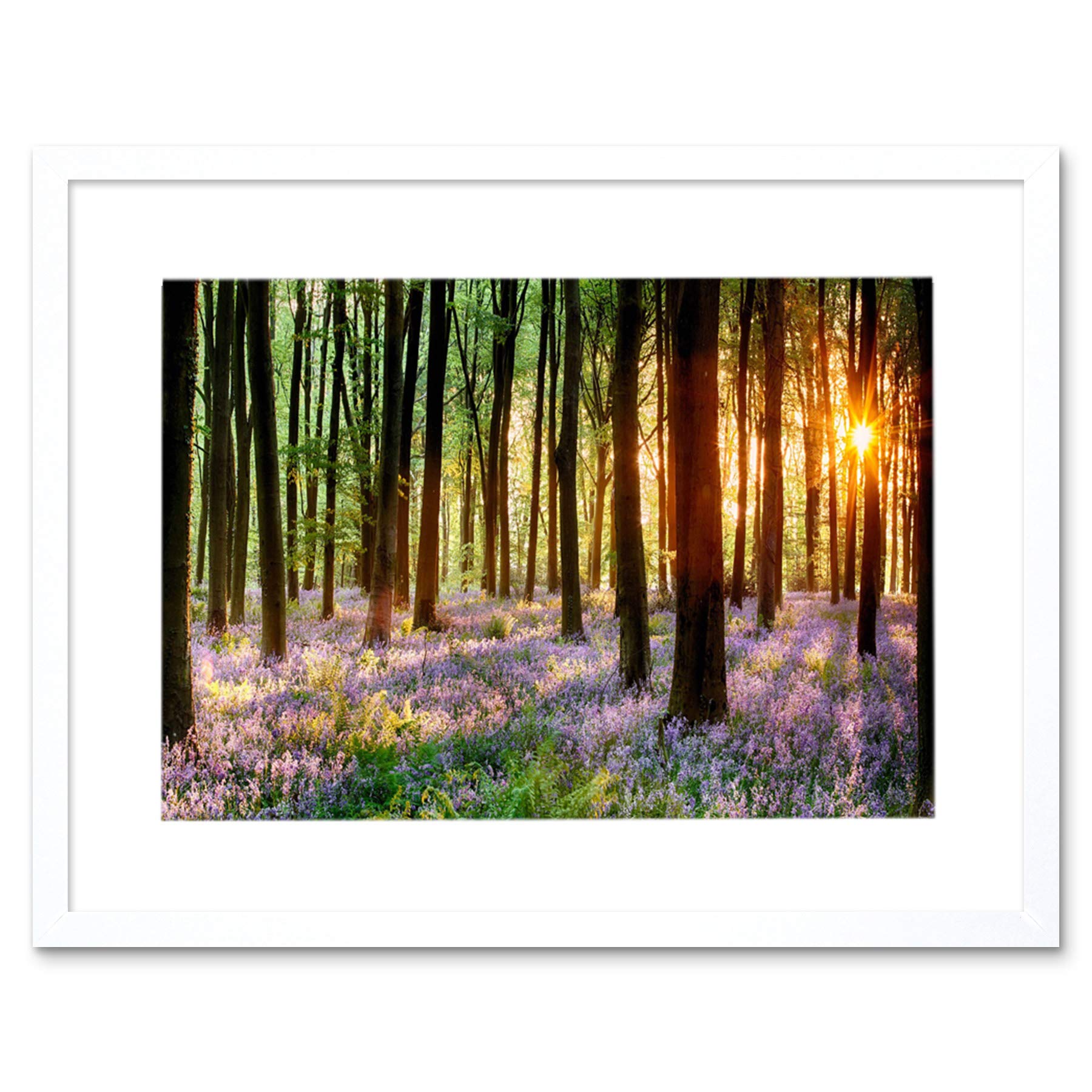 Wee Blue Coo Bluebell Wood Sunrise Trees Photo Framed Wall Art Print