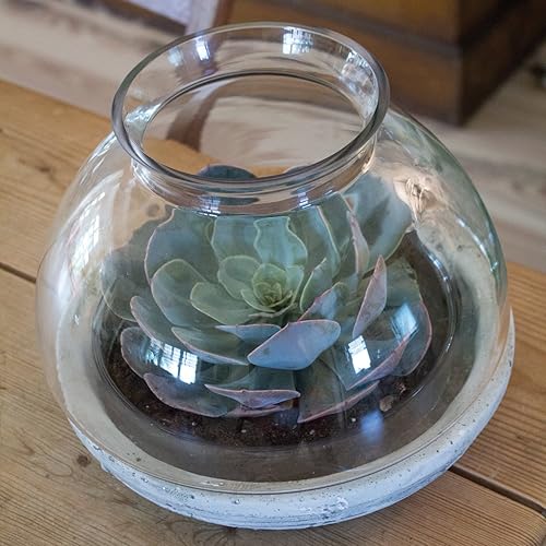 Miniatura 2 de Syndicate ventas Mixed Material terrario grandes