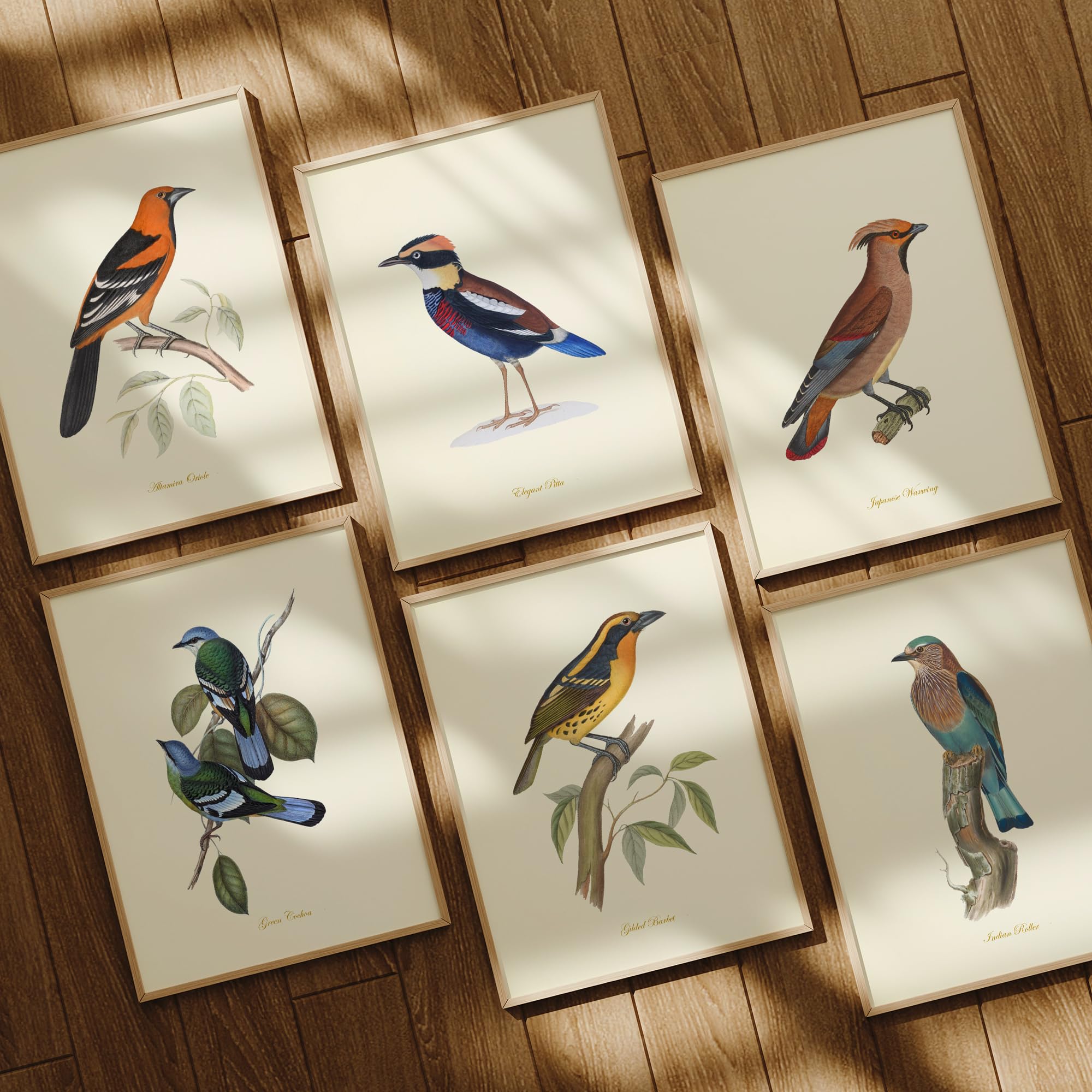 Amazon.com: Vintage Bird Prints Wall Art – Audubon Bird Art