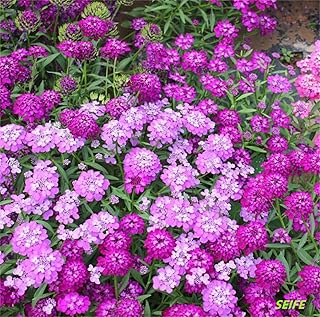 Rare Flower Seeds Iberis Seeds Rocket Candytuft Iberis Umbellata Dwarf Fairy Mix Candytuft 200 Seeds