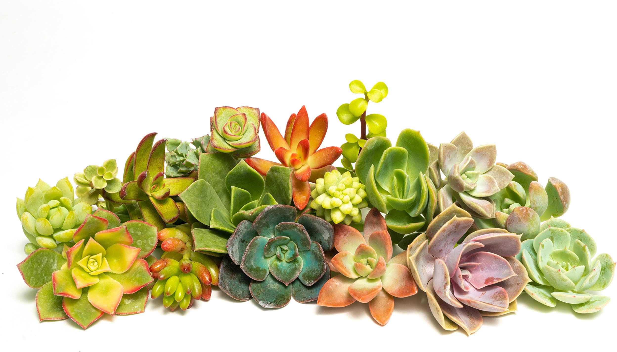 Jiimz 28 Varieties Succulent Cuttings Great for Vertical Gardens & Wreaths & Topiaries