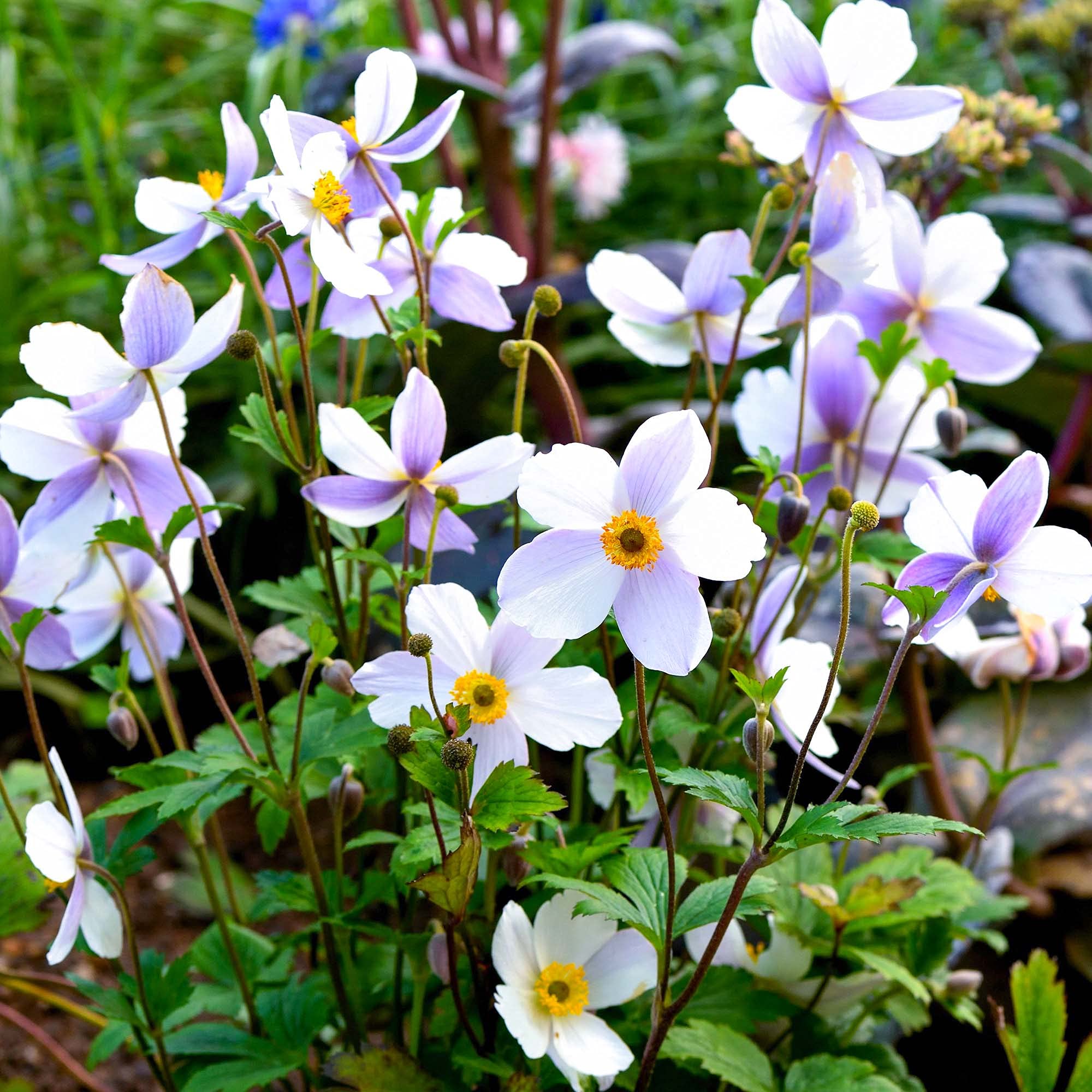 Anemone Wild Swan White Flowering Perennial Plants Outdoor Garden Plant in Pot (15-30cm Incl. Pot)