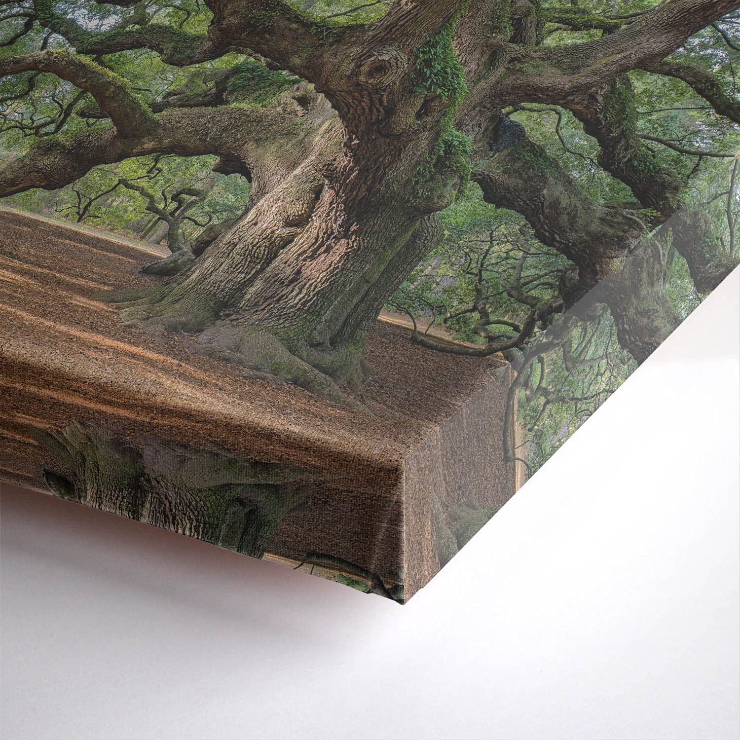 BilderKing Wandbild Baum Alte Eiche - 150cm x 100cm Leinwand auf 4cm Keilrahmen