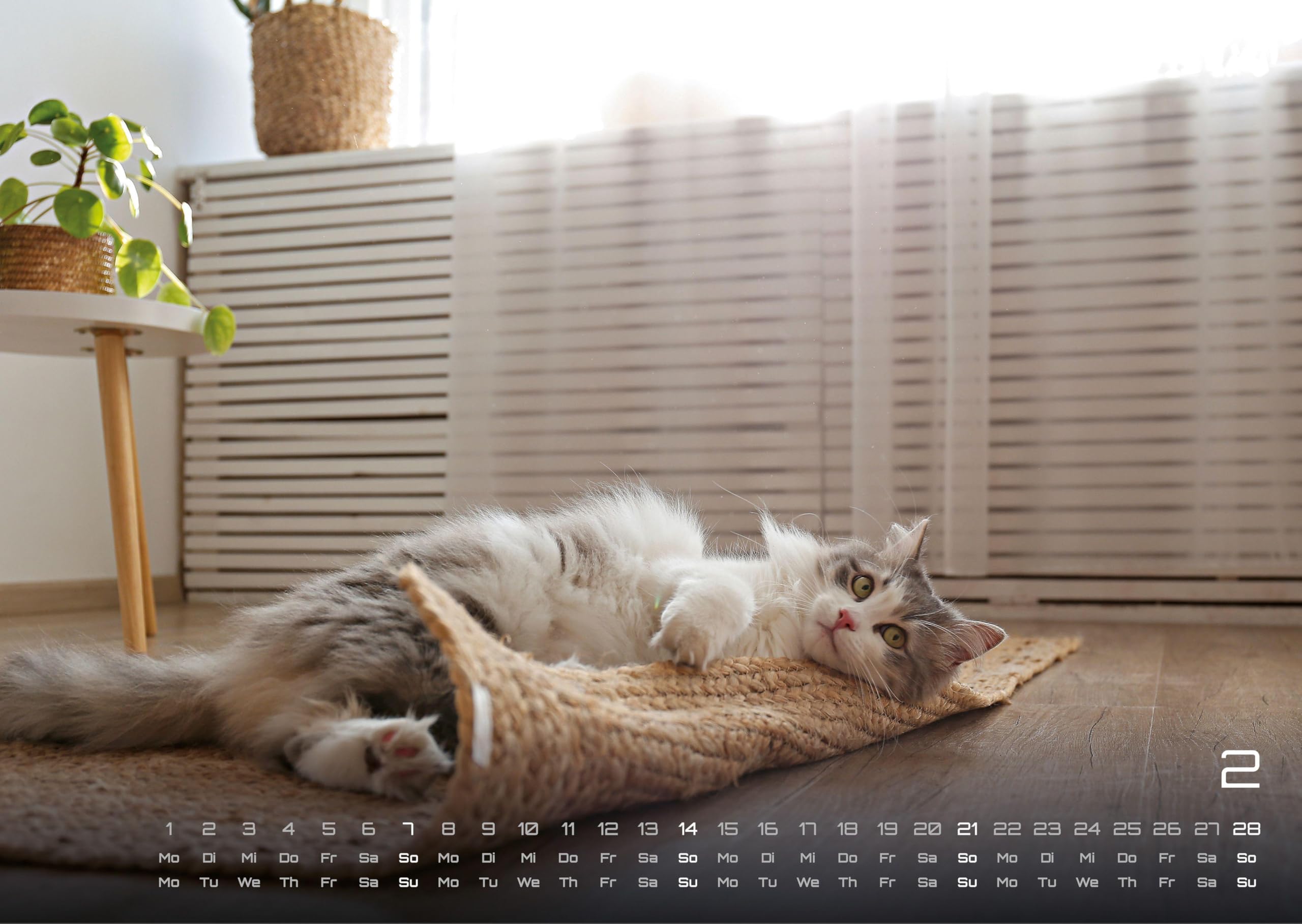 Miau - Unsere Stubentiger - Der Katzenkalender - 2027 - Kalender DIN A3: Der Wandkalender mit den schönsten Katzen-Motiven für das Jahr 2027 im Format DIN A3 (ca. 42 x 30 cm)!