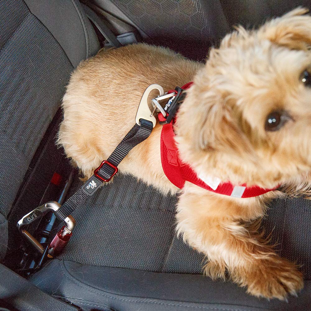 curli Car Safety Belt S