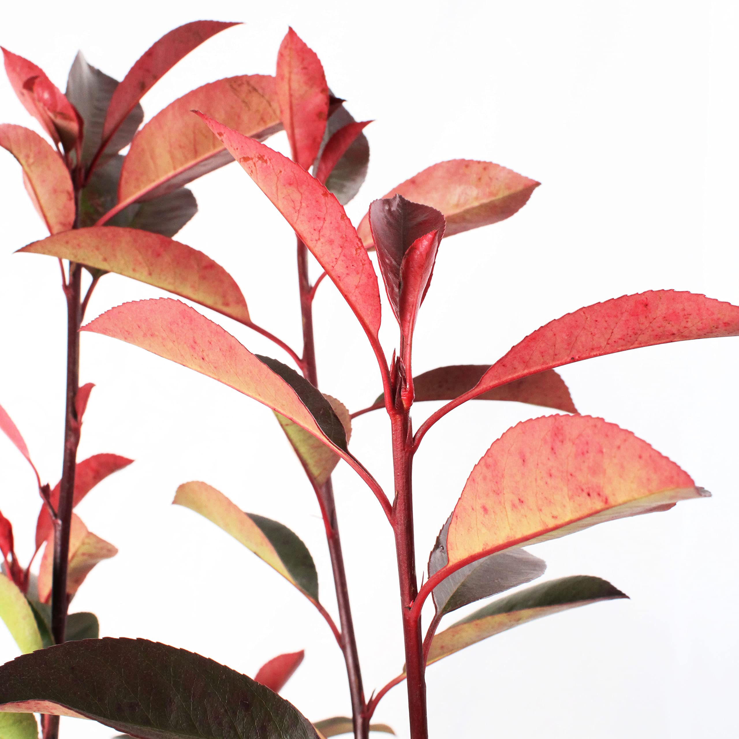 KENTIS - Photinia × Fraseri Red Robin - Wiecznie zielone rośliny żywopłotowe - Prawdziwe Rośliny ogrodowe - wys. 150-175 cm Doniczka do uprawy Ø 30 cm