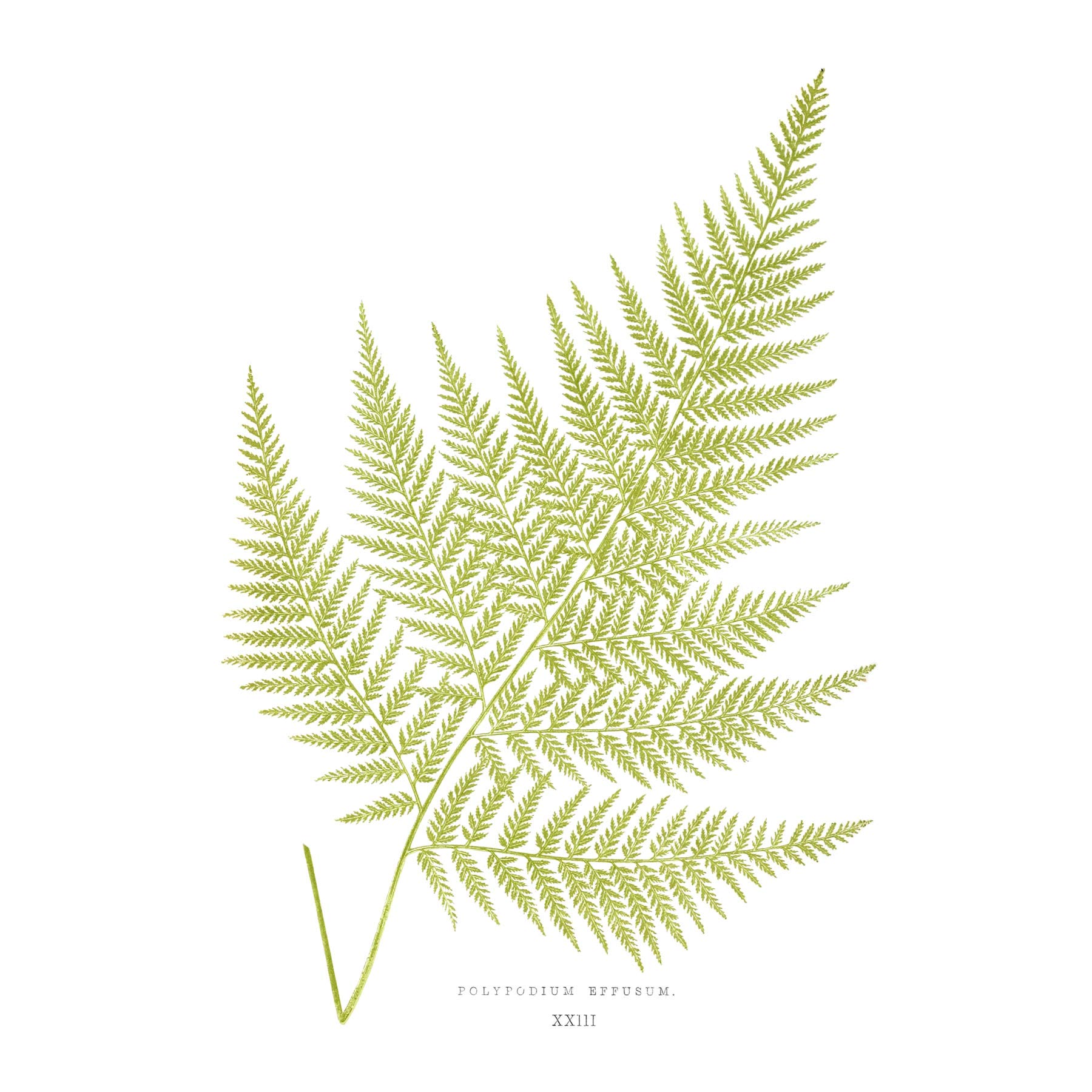 Wee Blue Coo Fern Polypodium Eppusum Large Wall Art Print Canvas Premium Poster
