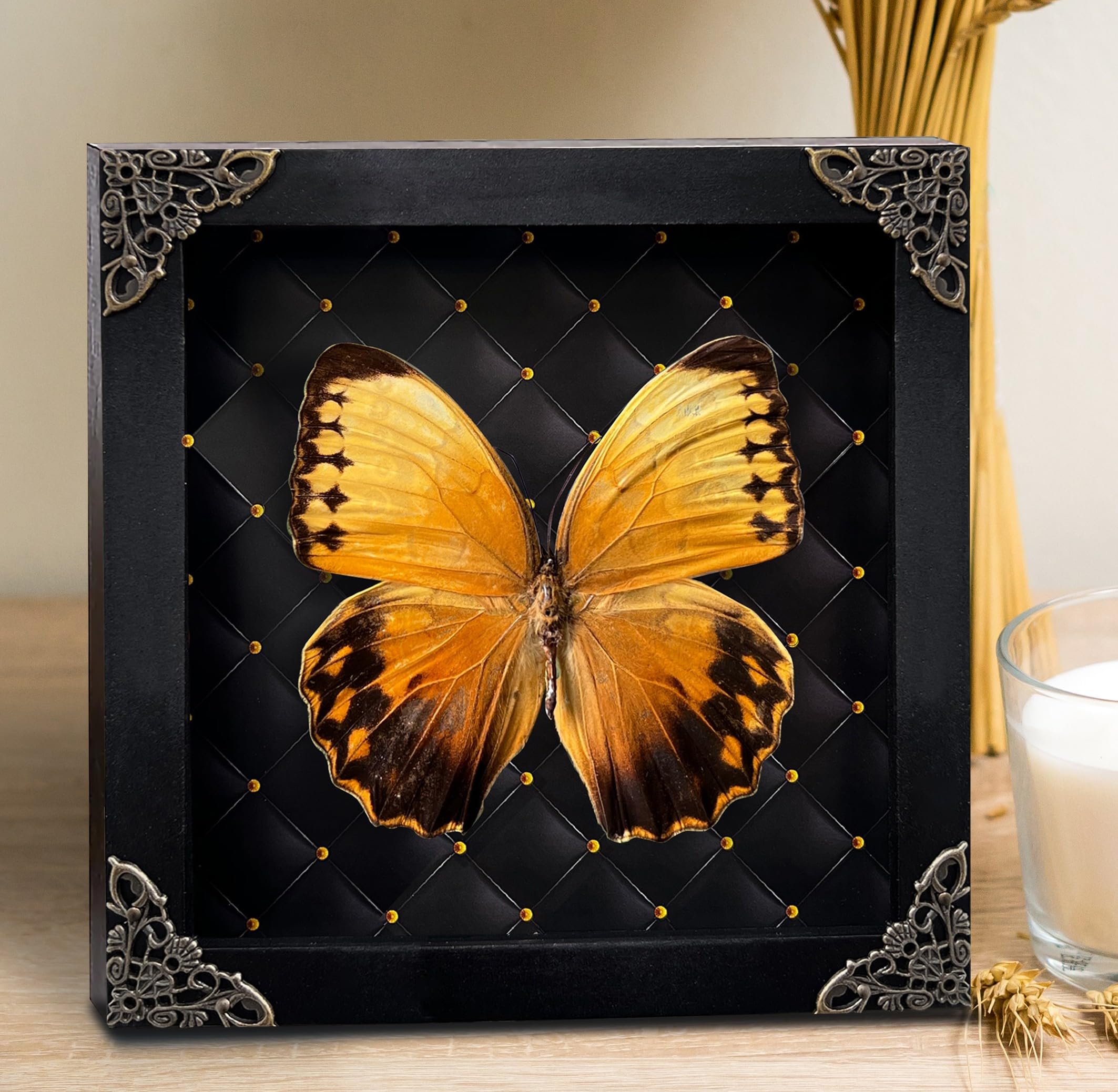 Marco de rombo negro de mariposa real, hecho a mano, caja de sombra de escarabajo, espécimen de insectos, entomología única, rarezas, colección de taxidermia, obra de arte de mesa, decoración del