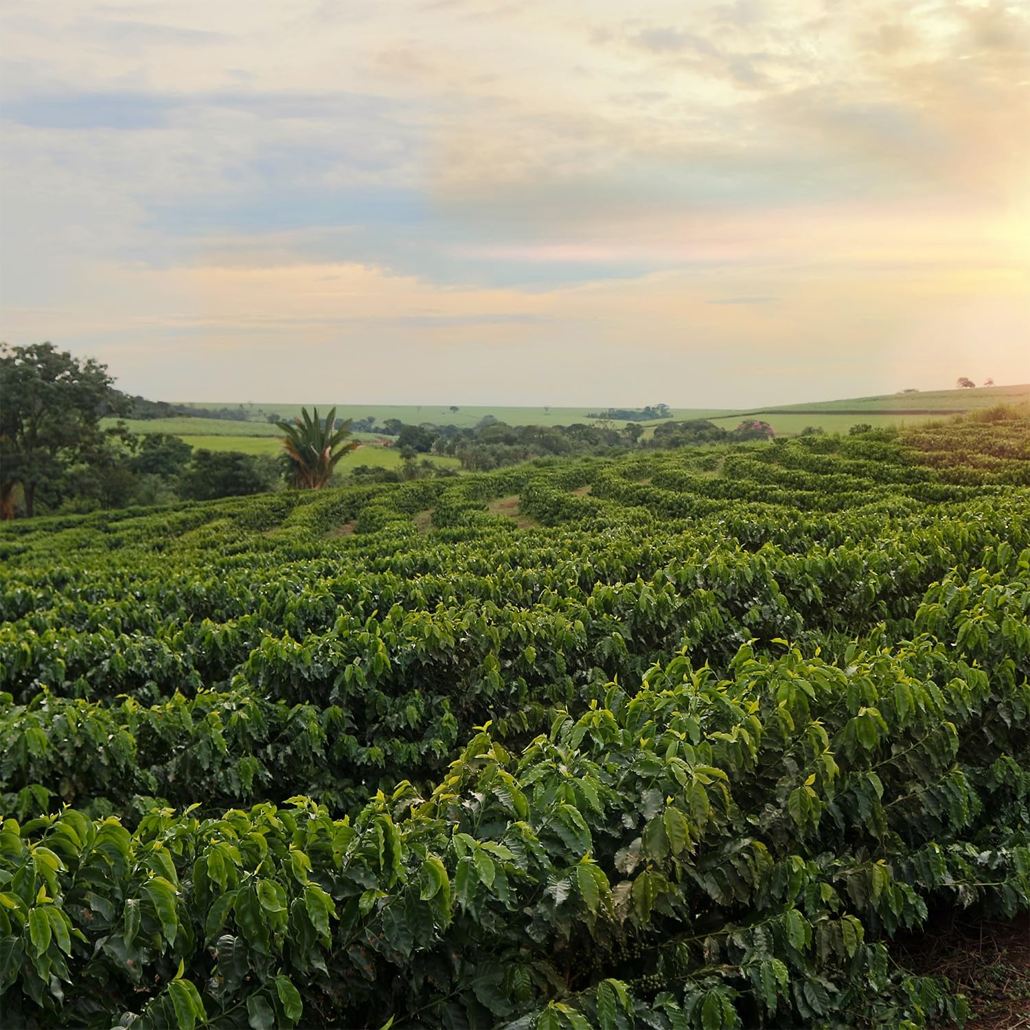 My Coffee Cup – GRAND SELECTION – BIO-KAFFEE 11 PACKUNGEN I 110 Kaffeekapseln für Nespresso®³-Kapselmaschinen I 100% heim- und gartenkompostierbare I nachhaltig – 0% Alu