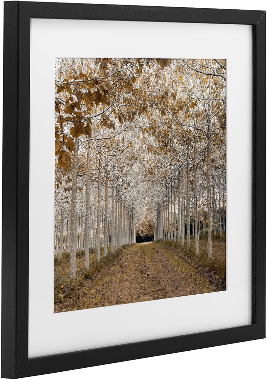 Stupell Industries White Gold Birch Grove Black Framed Print Under Glass design by Assaf Frank, 16 x 16