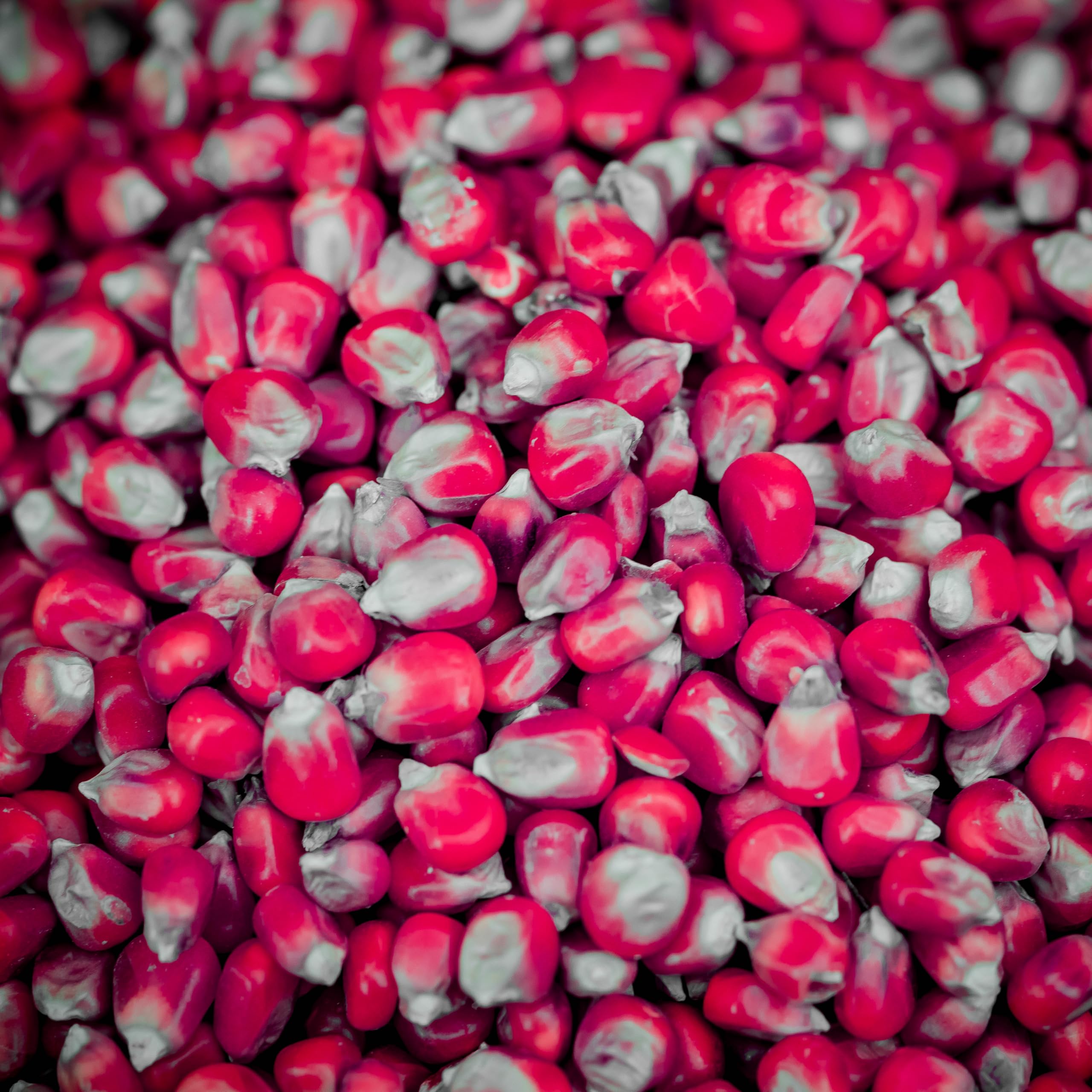 Dry Red Maize for Carp Fishing 1kg