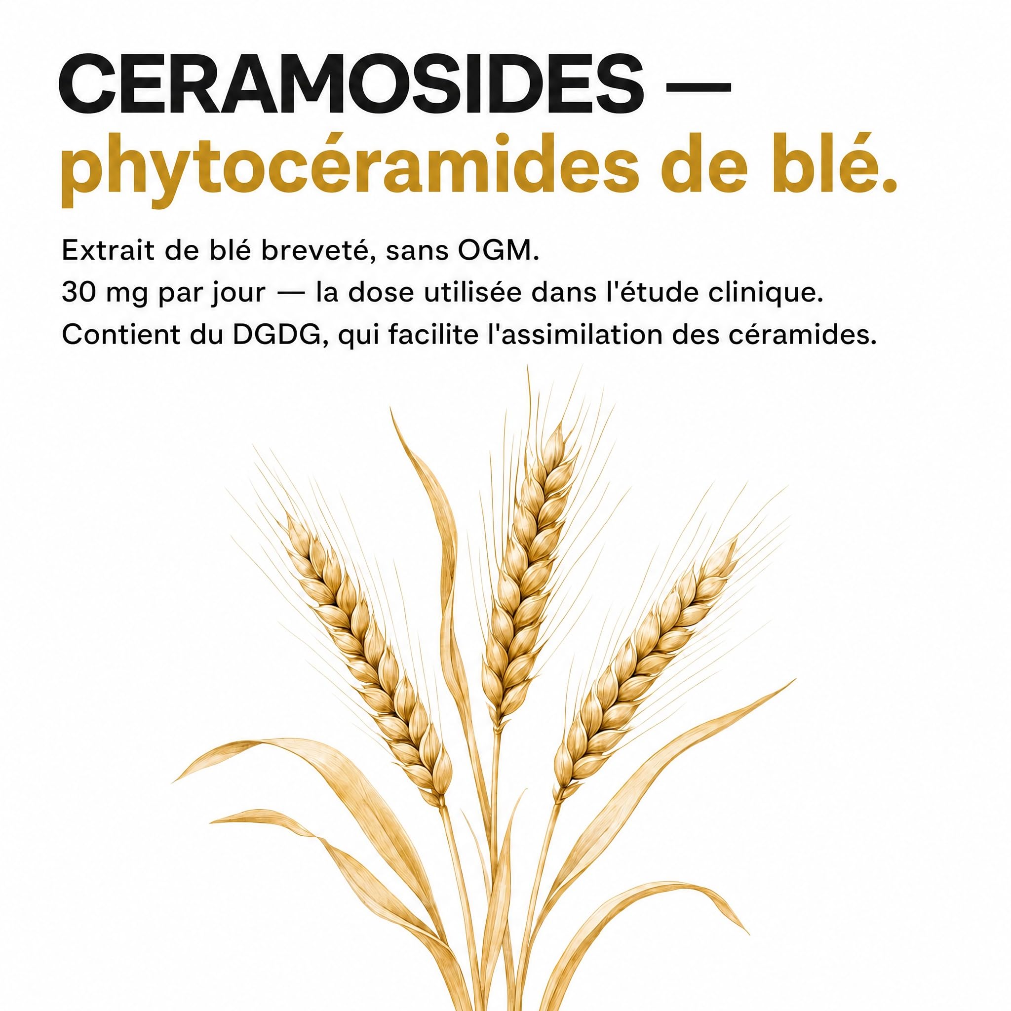 Phytoceramides – CERAMOSIDES 70 mg, Vitamine A et E, Squalane – La vitamine A contribue au maintien d'une peau normale – Peau sèche, ménopause (60 capsules molles)