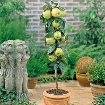Patio Fruit Tree Collection – Apple, Pear, Cherry Varieties for Small Gardens, Self-Fertile & Easy to Grow, Perfect for Containers - 5X 9cm Potted Plants by Thompson & Morgan