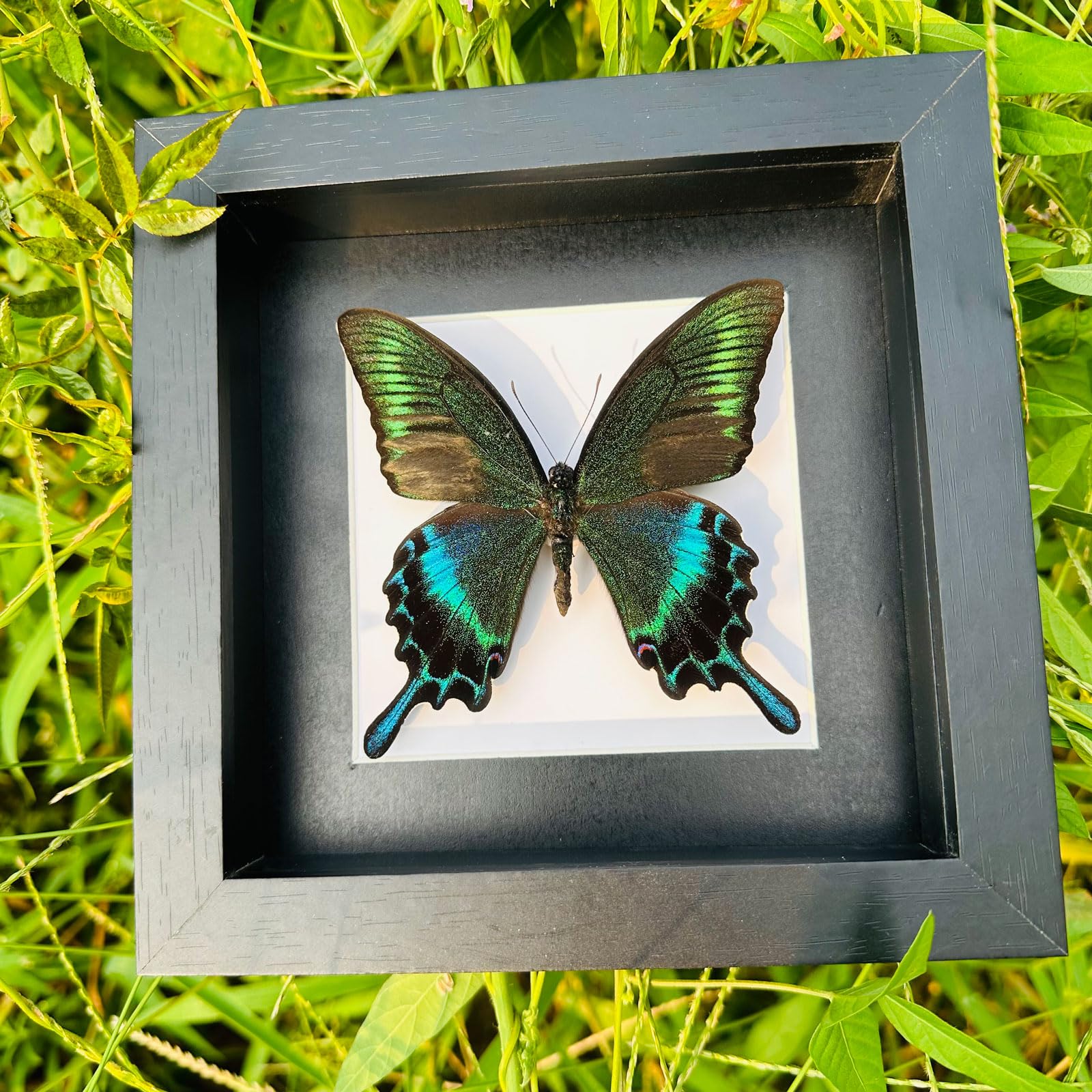 Guoyoocc 4 Taxidermy Mounted In Frame,Exquisite Butterflies Insect Specimen,Collection Of Butterfly,Unique Home Decor Wall Decoration Gift For Christmas Valentine Birthday,Real Butterfly Specimens17.6*17.6Cm