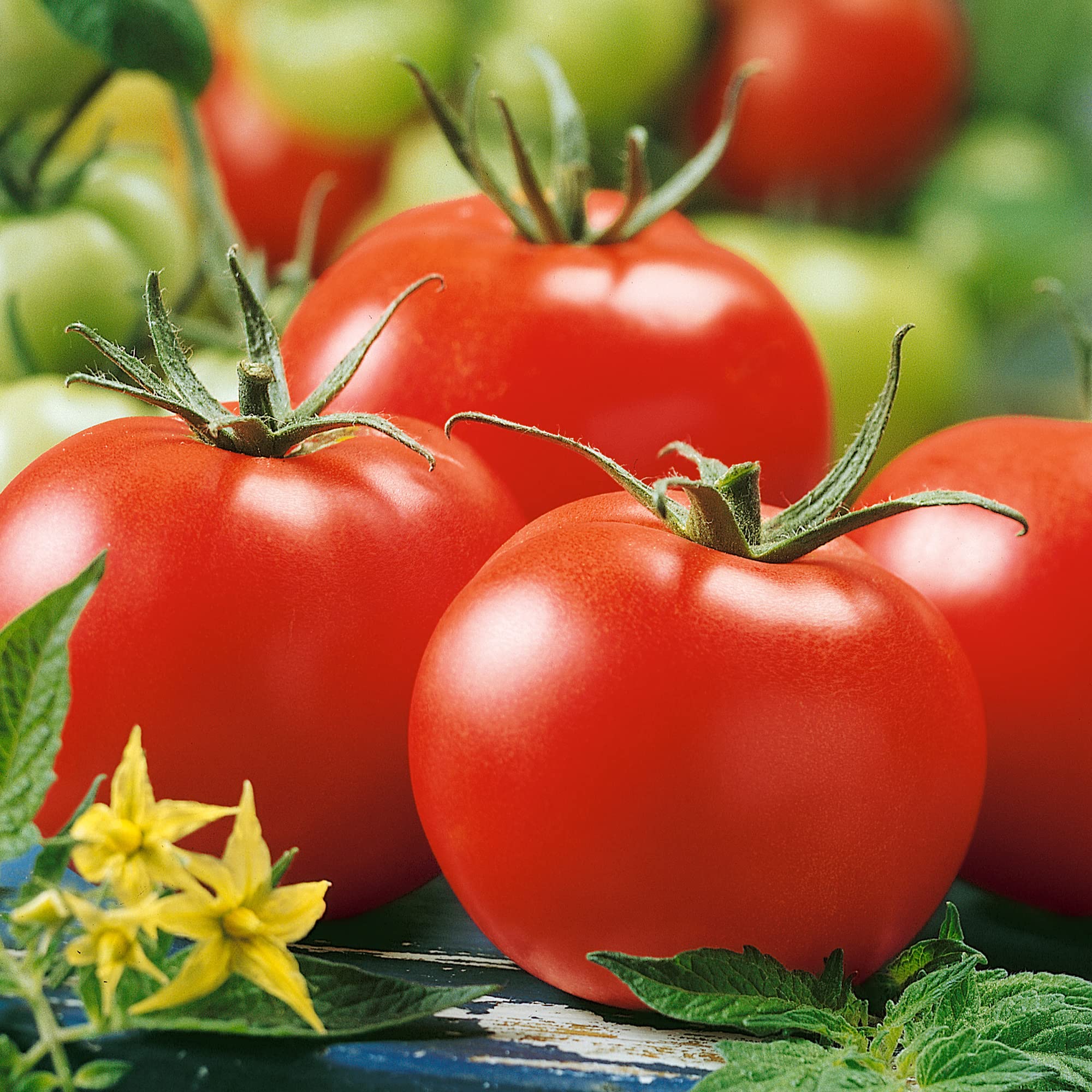 Stupice Tomato Seeds - 300 Mg Packet ~65 Seeds - Non-GMO, Heirloom - Vegetable Garden - Solanum lycopersicum