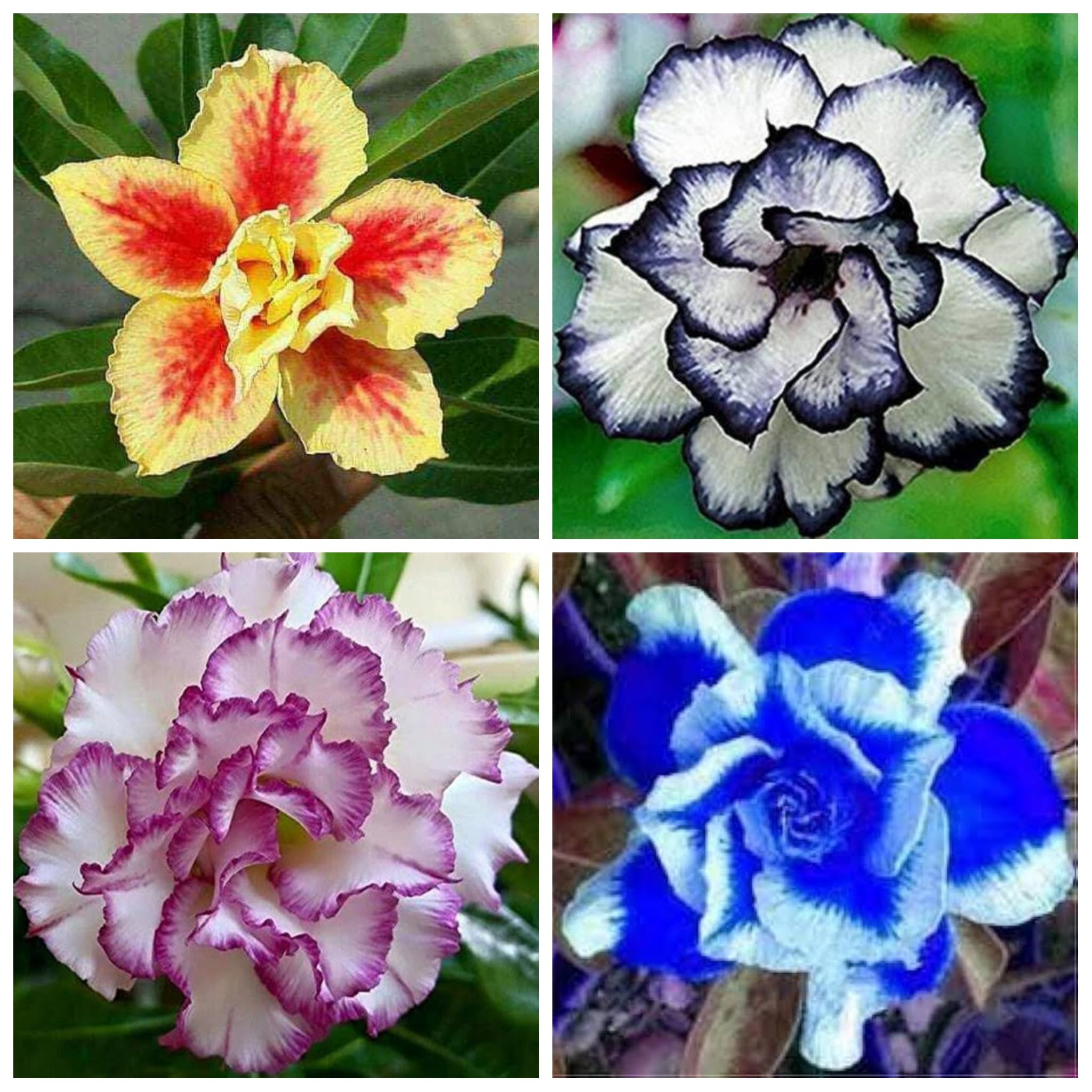 Bonsai Air Purifying Adenium Flower Plant, Combo Pack Of 4 Hybrid Multicolor Rare Mixed Desert Rose Adenium Indoor Outdoor Living Plant Comes with a Poly Bag (B0CQH8TYXS) Amazon Price History, Amazon Price Tracker