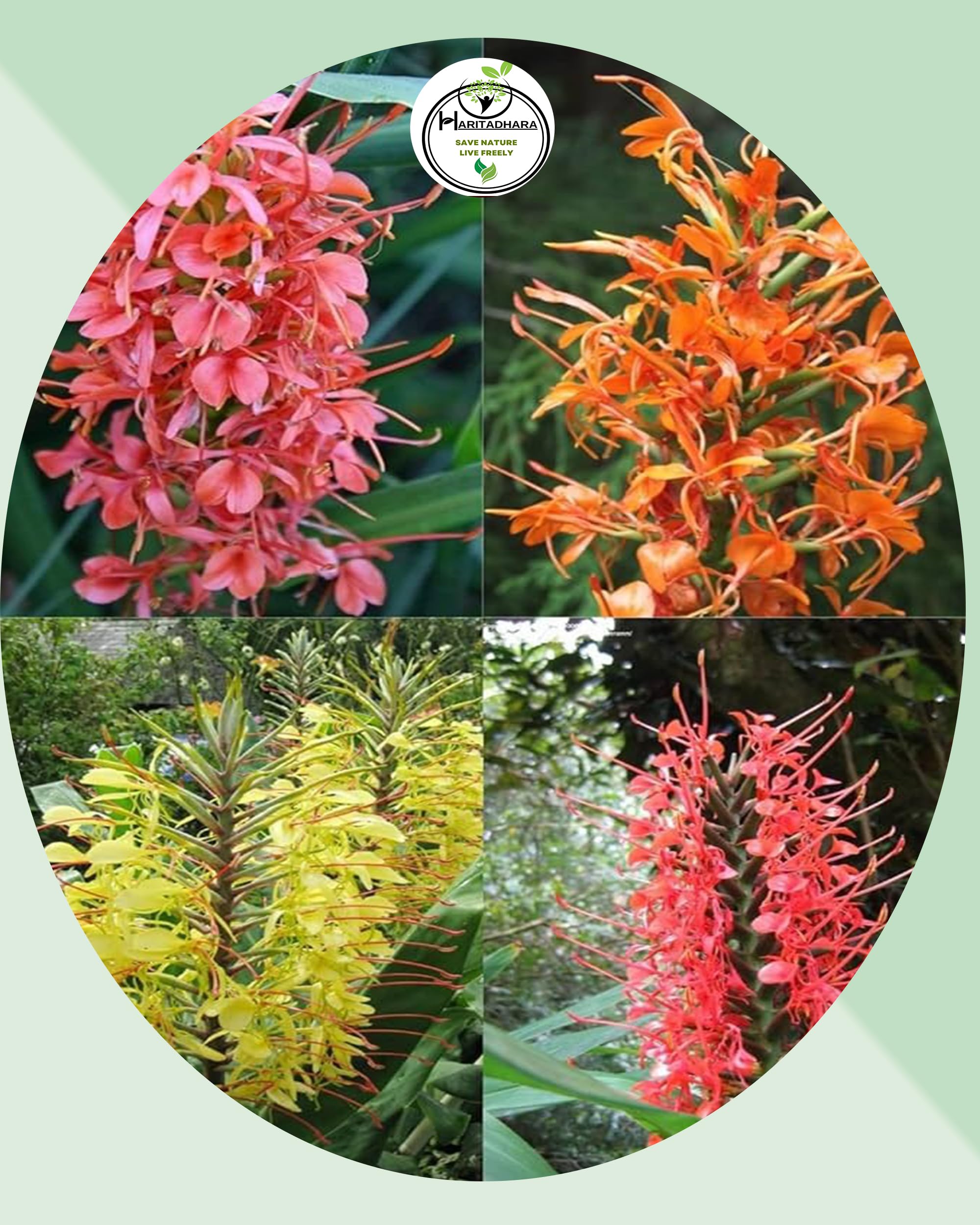 Haritadhara Hedychium Ginger Lily Multicolor Flower Bulbs For Home Gardening Summer Special(Pack of 4+1 Free Bulb) Mostly Special Use for Cut Flowers (B0BT7SHYF8) Amazon Price History, Amazon Price Tracker
