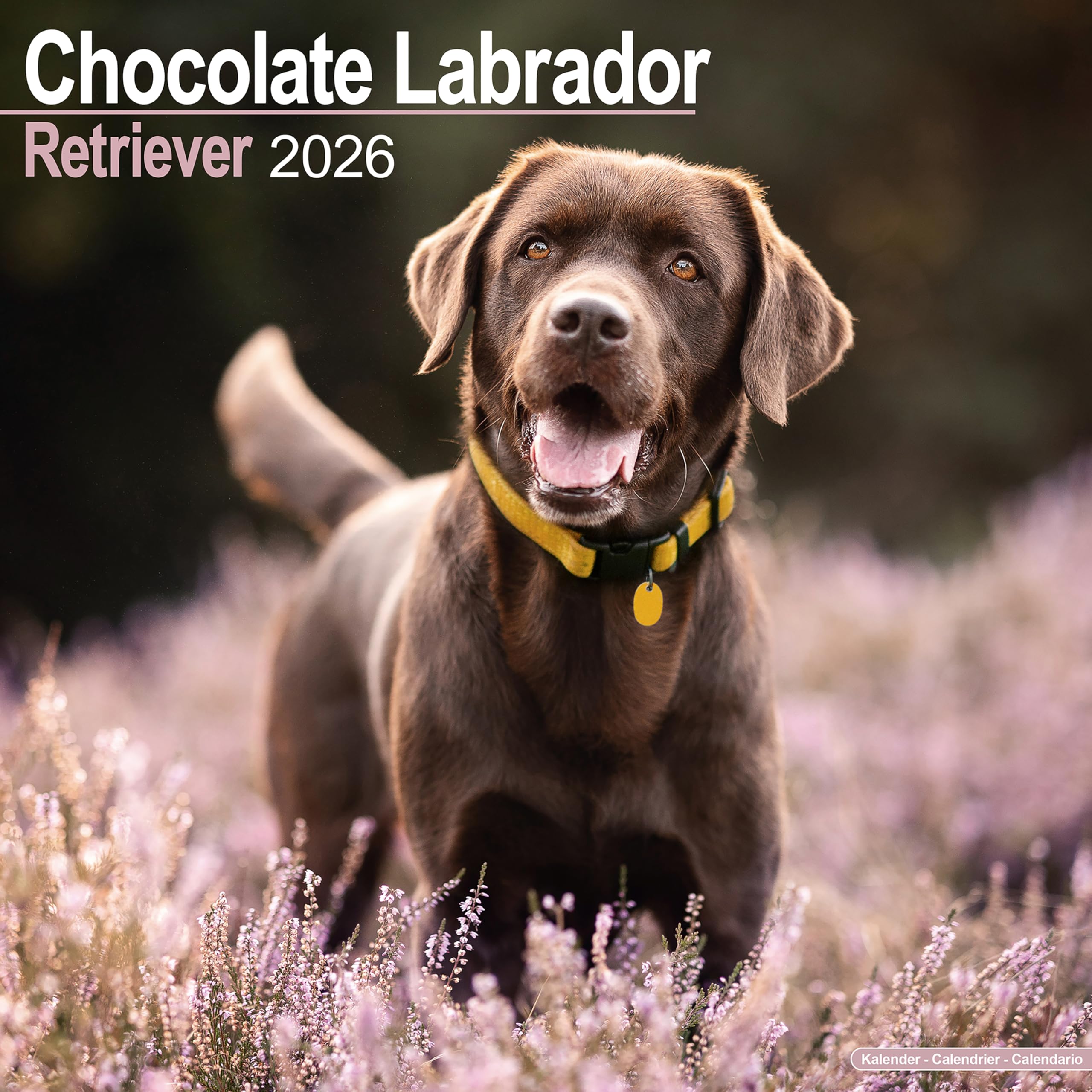 Chocolate Labrador Retriever 2026 Calendar | Square Wall Calendar | Dog Breed Gift | Plastic Free Packaging | by Avonside Publishing