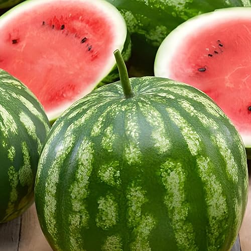 Miniatura 5 de Park Seed Sangria Hybrid Watermelon Seeds, paquete de 10 semillas
