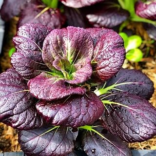 Purple Lady Bok Choy Seeds | Pak Choi | 200 Seeds | (PKD) Heirloom Asian Vegetable | Brassica