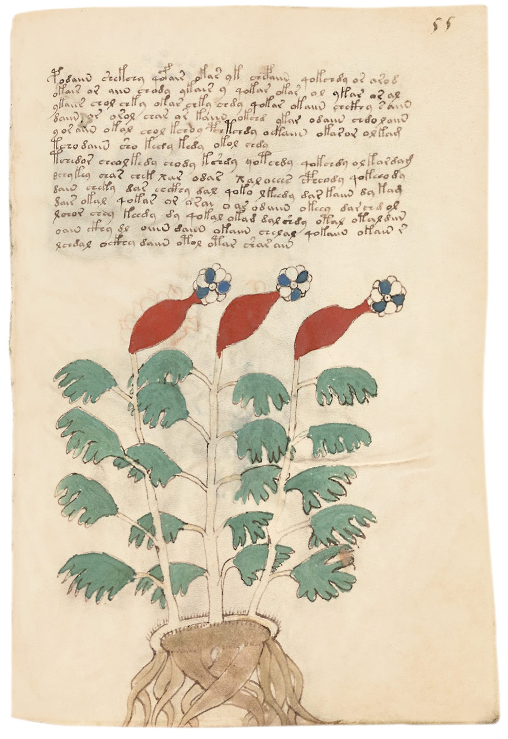 Das Voynich Manuskript: Gesamtdarstellung aller Tafeln der geheimnisvollen illuminierten Handschrift