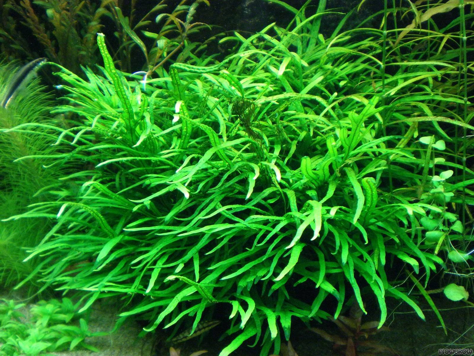 Java Fern Trident Beautiful Tropical OXYGENATING Healthy Aquarium Plants Shrimp (20)