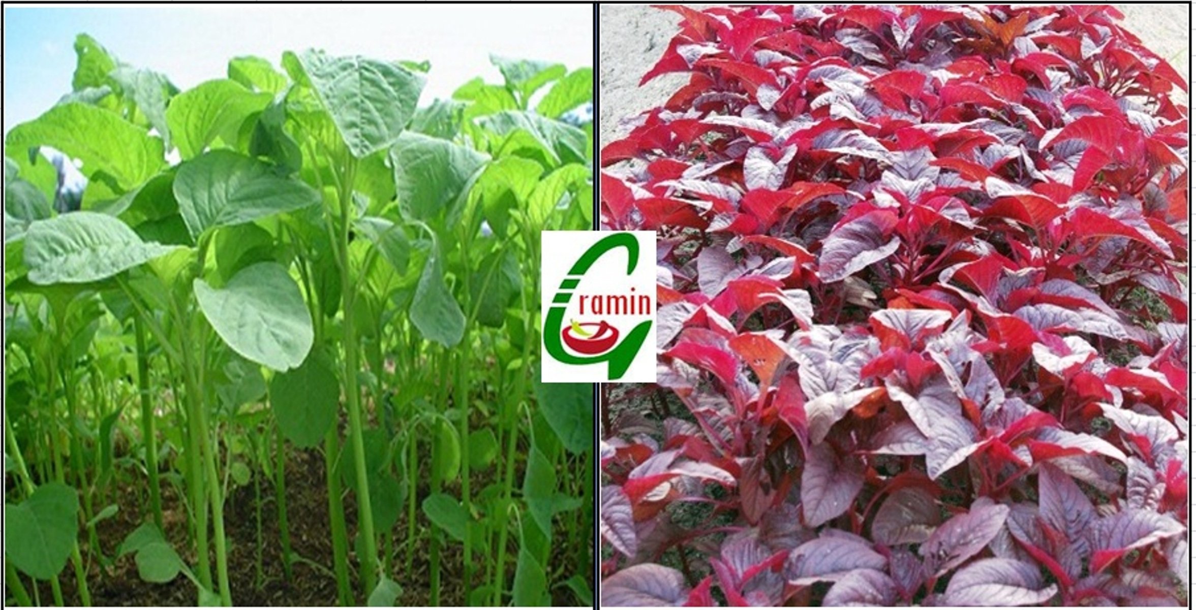 Seedstores : Hybrid Leafy Vegetable Seeds Combo Pack 2 in 1 : Spinach Green & Spinach Red Seeds for Kitchen Terrace Top Balcony Poly House Gardening - 10 Grams Each (B00OV5Y7Q8) Amazon Price History, Amazon Price Tracker