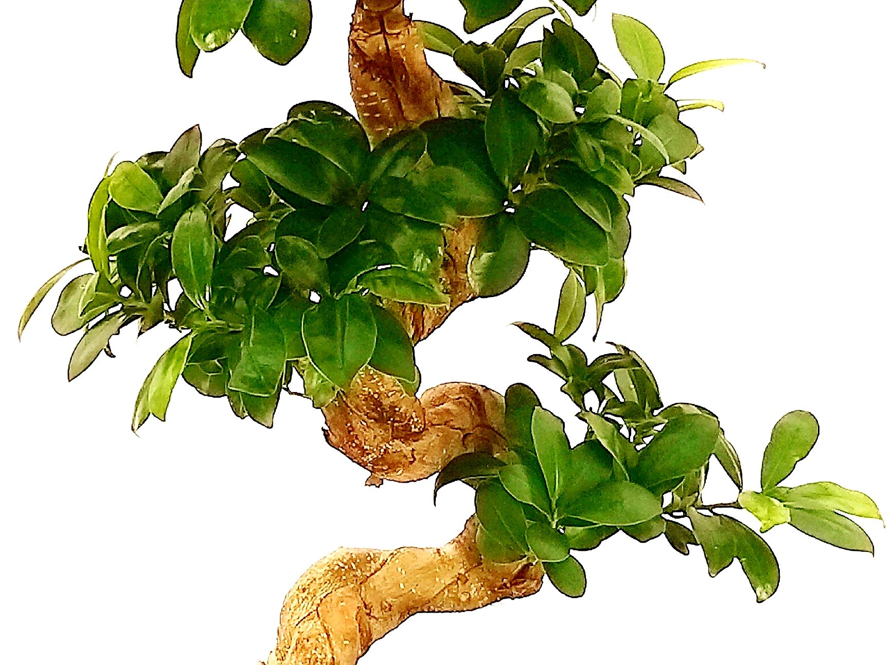 POWERS TO FLOWERS - FICUS GINSENG BONSAI XL, ALTEZZA 70CM, IN VASO CERAMICA GRIGIO SATINATO, pianta vera