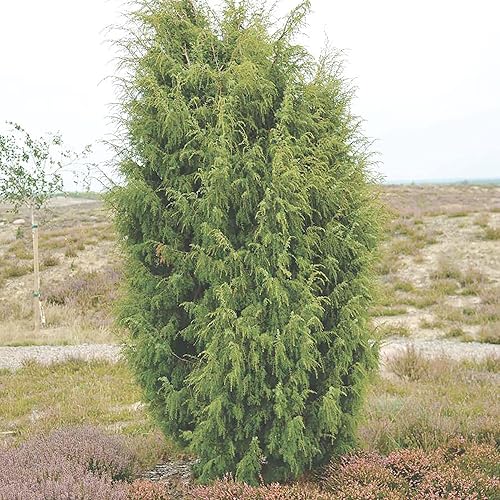 Miniatura 4 de YEGAOL Garden - Semillas de enebro comunes Juniperus Communis, planta de mérito vistosa, hoja perenne de bajo mantenimiento, resistentes a los