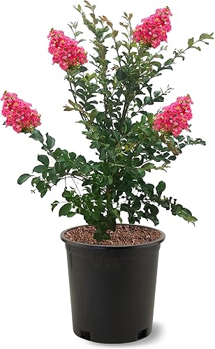 Vista 9 de American Plant Exchange Black Diamond Shell Pink Crape Myrtle Tree Live, maceta de 1 galón, 1-1.5 pies de alto, flores rosas vibrantes, tolerantes a
